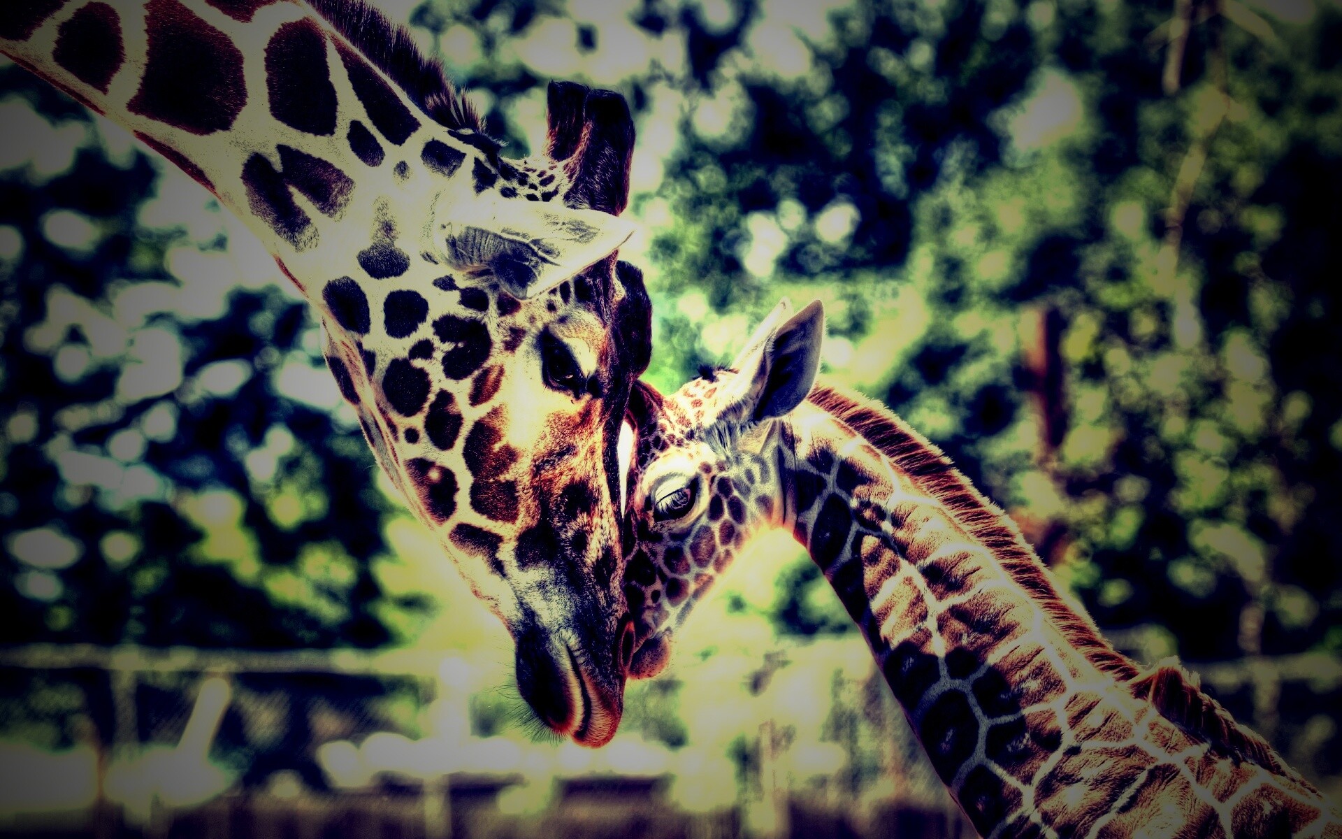 Жирафа и жирафёнок обои