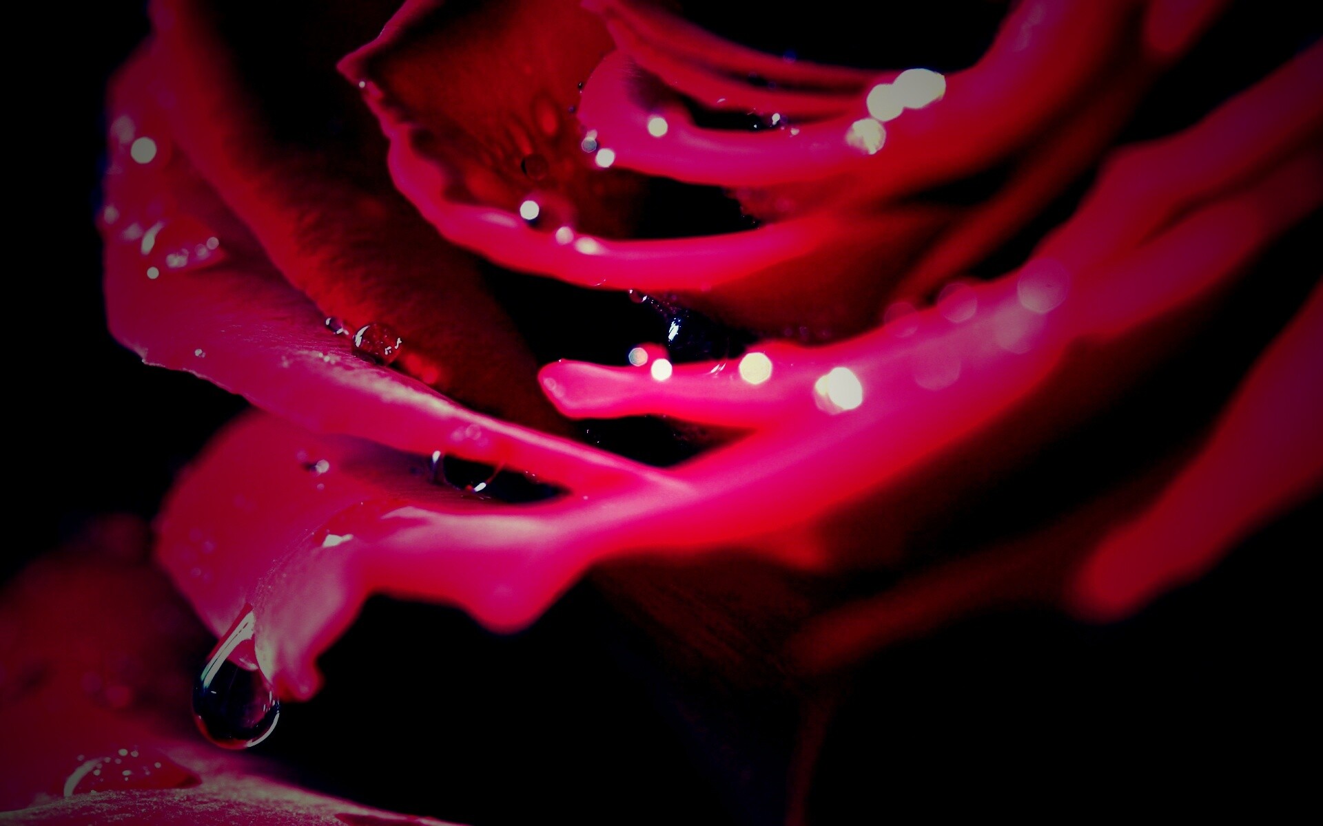 Капли на лепестках розы обои
