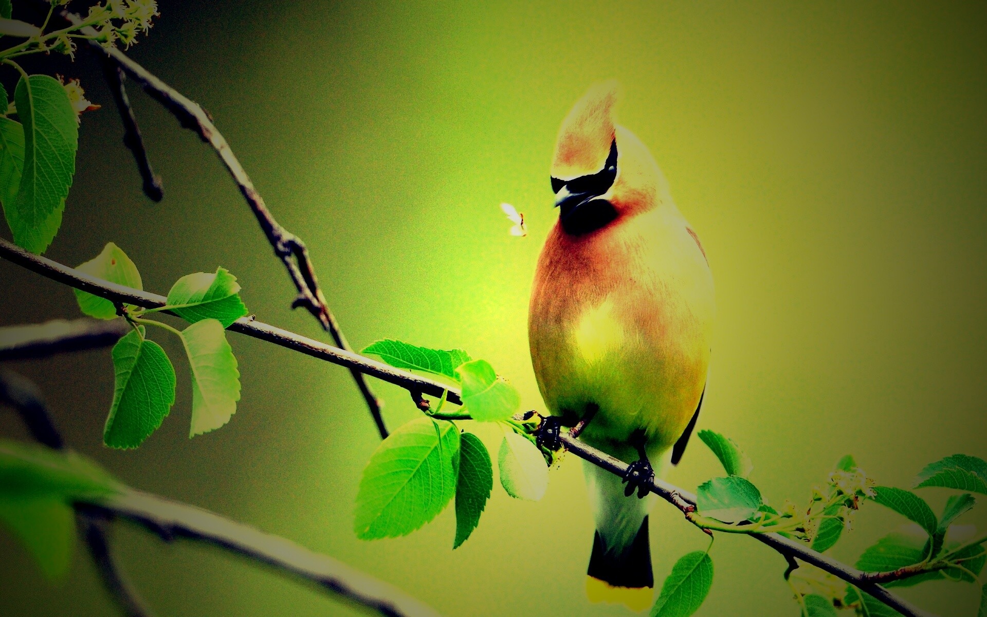 Оранжевая птичка обои