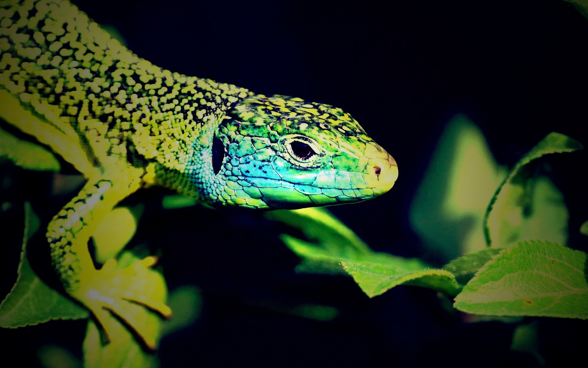 Ящерка на листьях обои