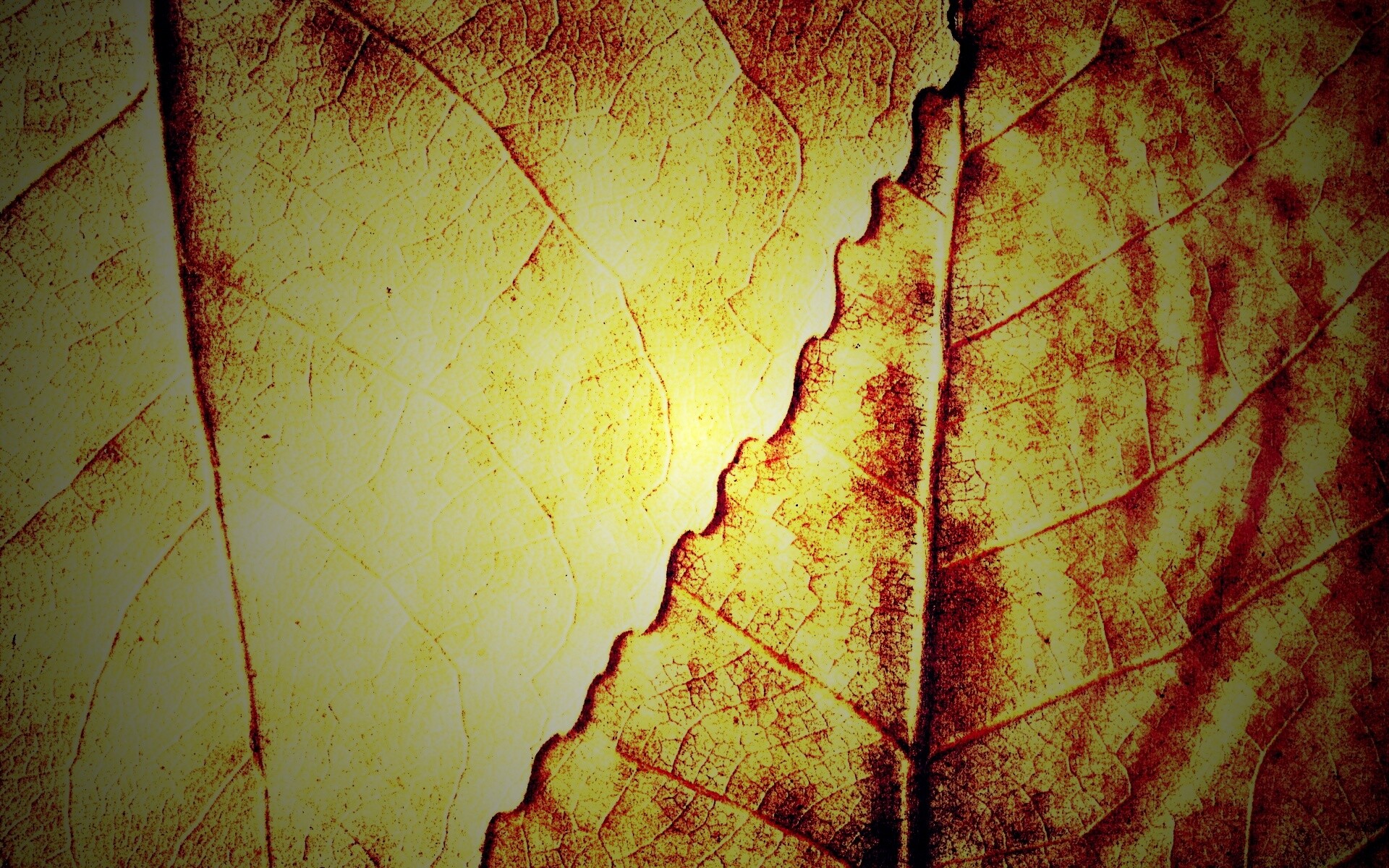 Текстура желтых увядших листьев обои