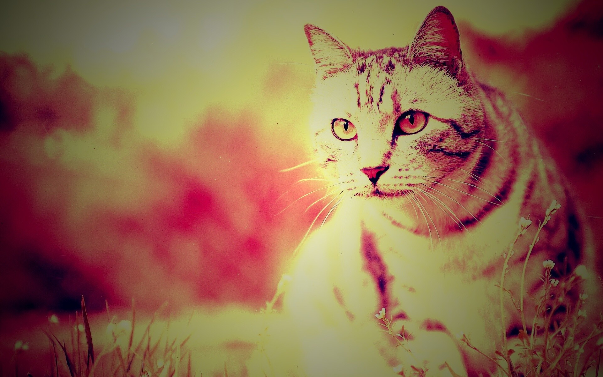 Кот в теплых тонах обои