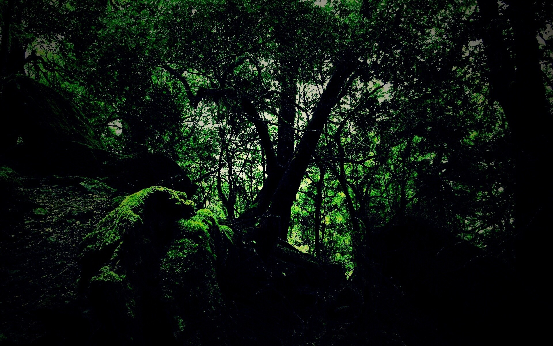 Чаща мшистого леса обои