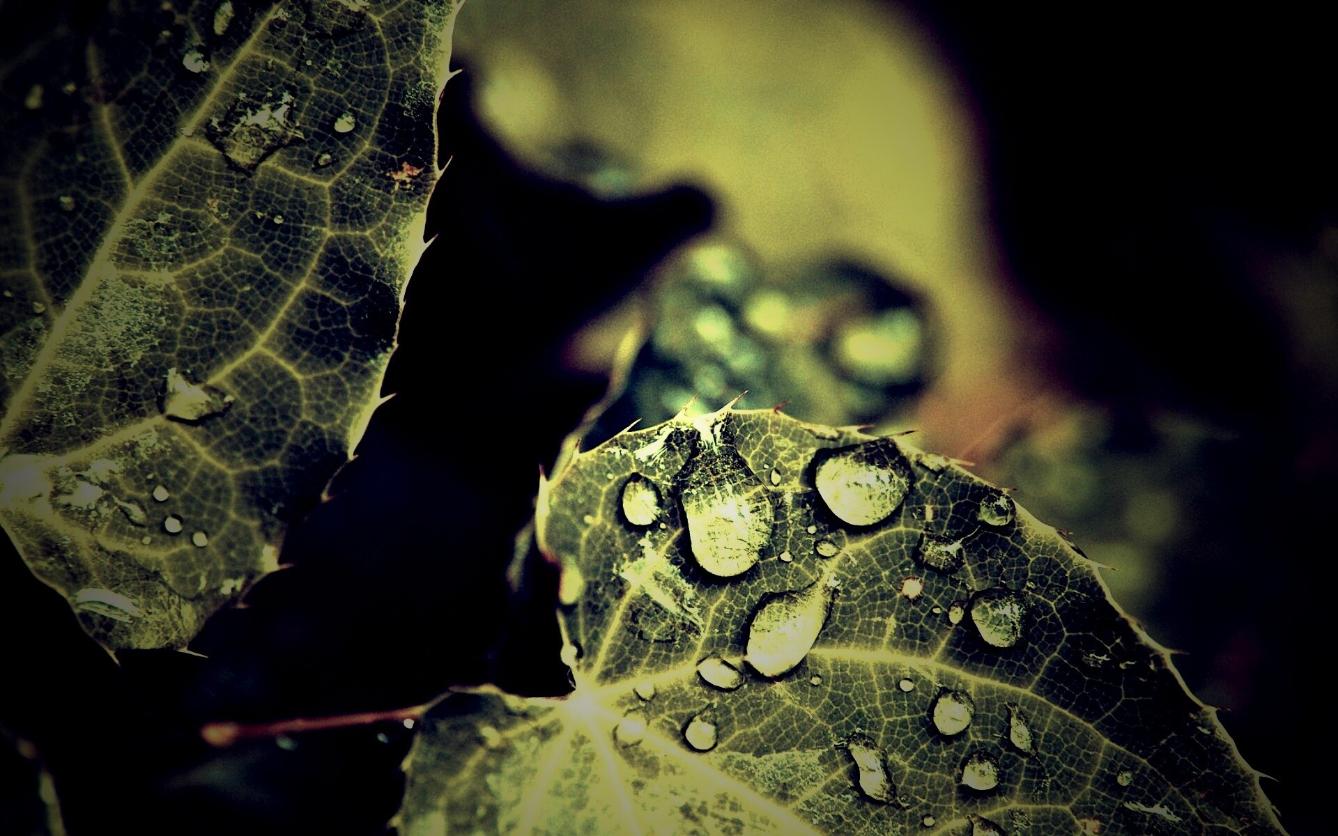 Капельки росы на листьях обои