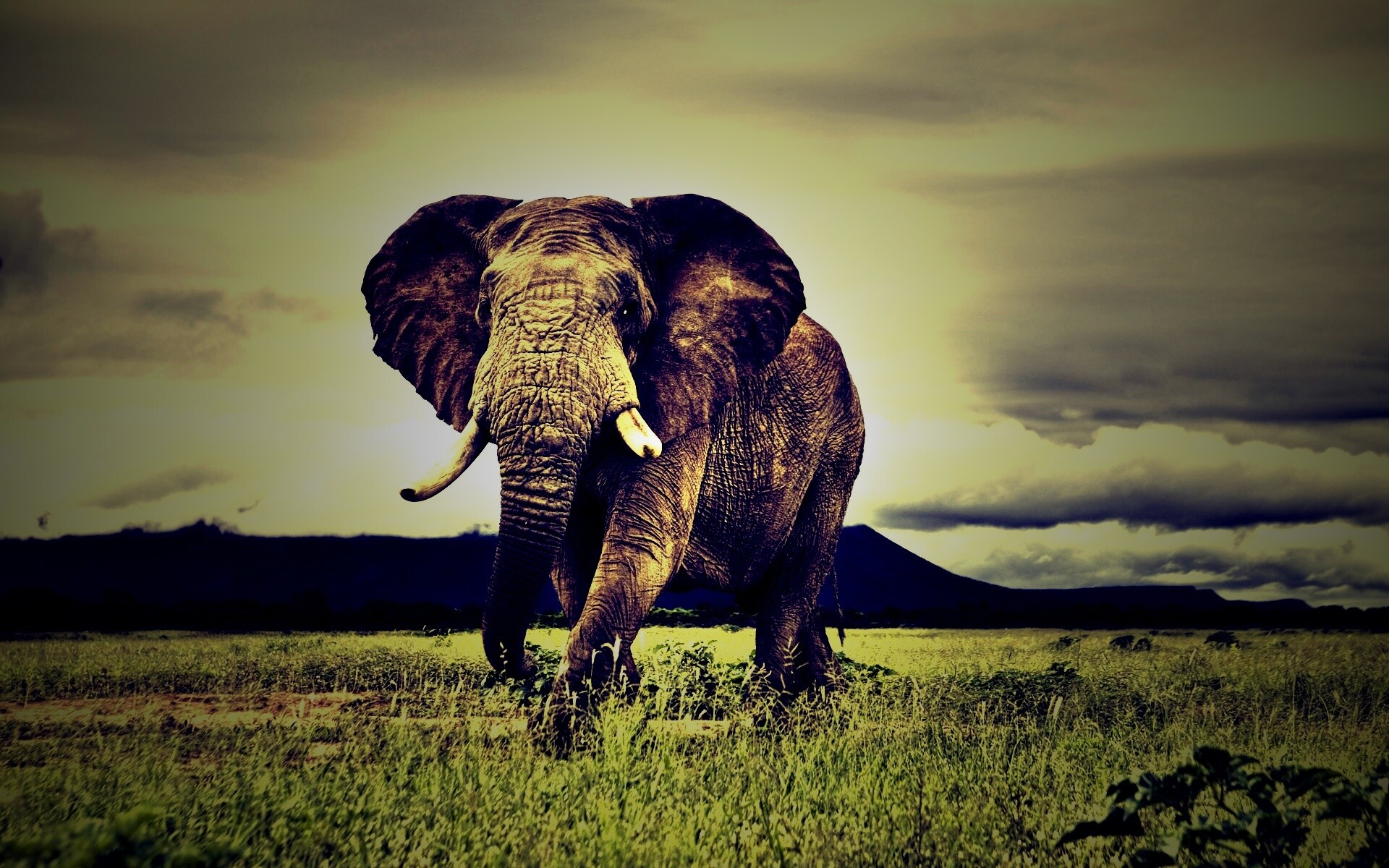 Слон на прогулке обои