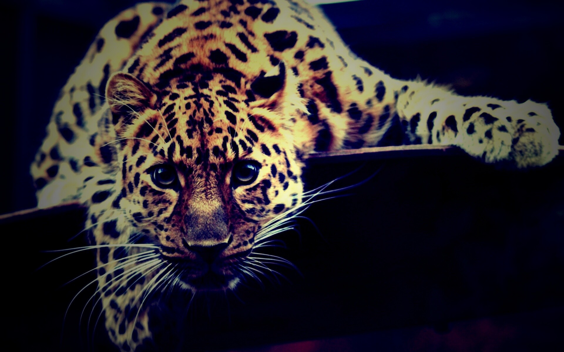 Леопард в зоопарке обои