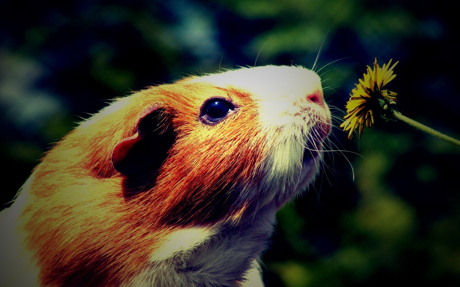 Морская свинка - романтик обои