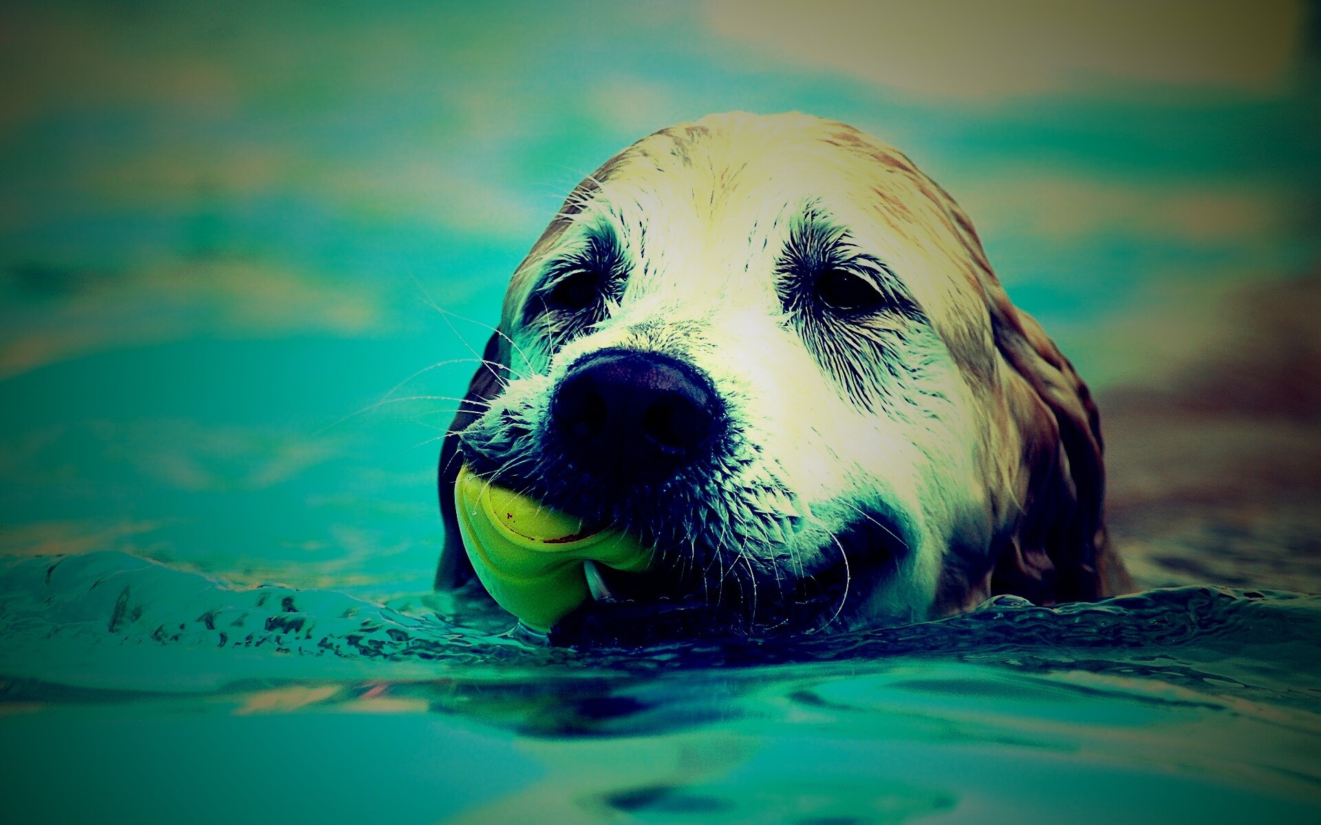 Пёс с игрушкой в зубах обои