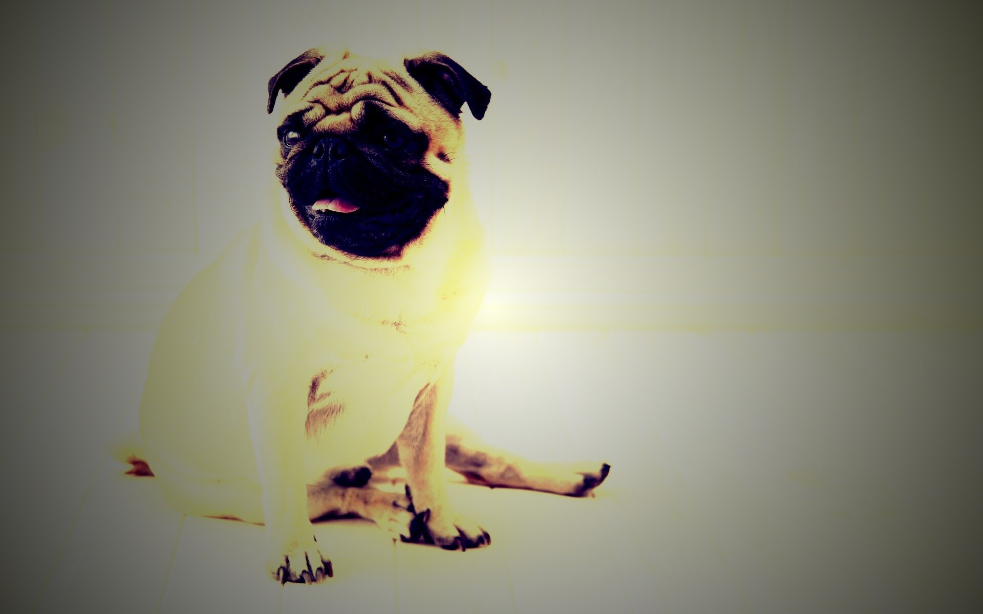 Симпатичный мопс на полу обои