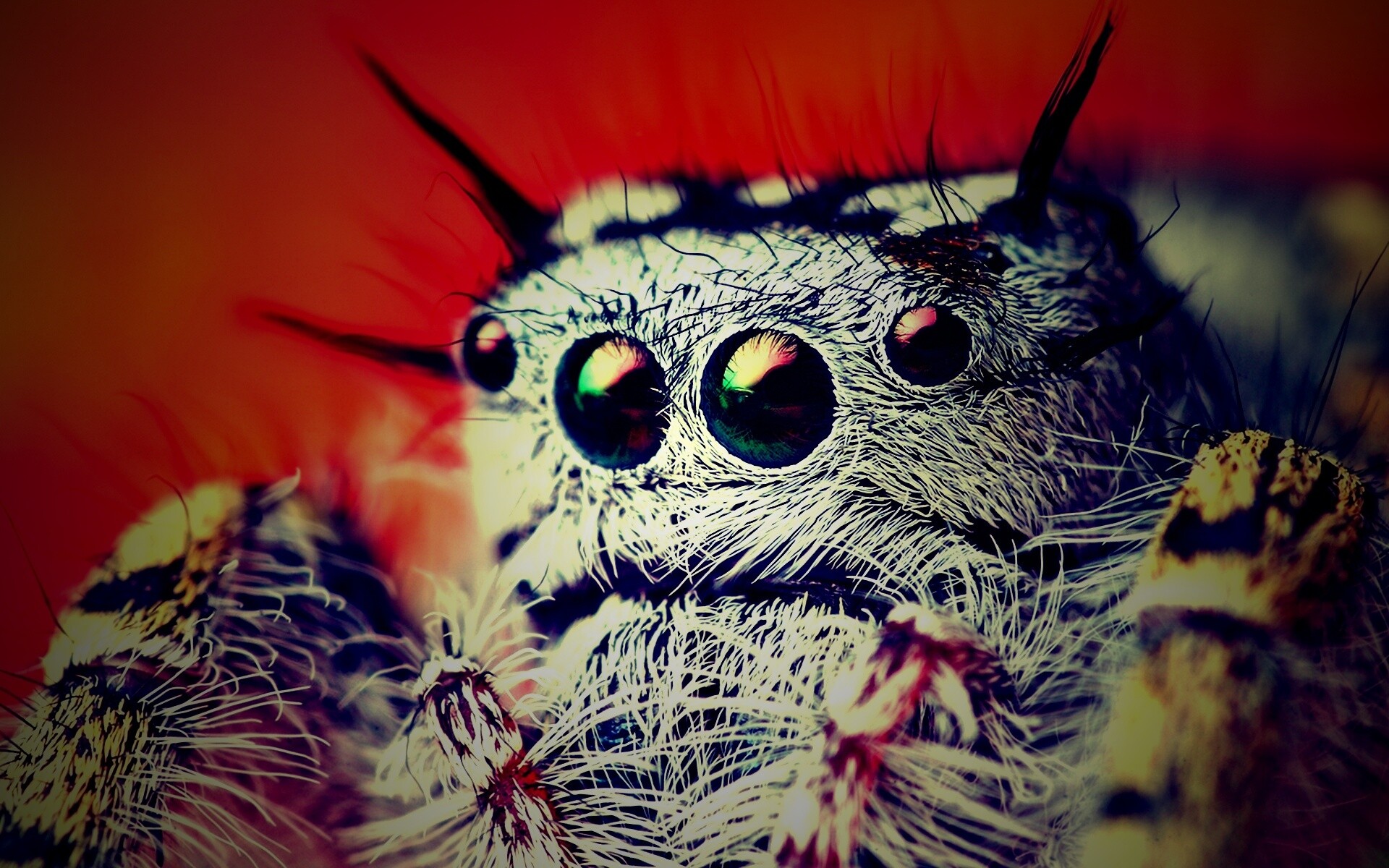 Паук в макро обои