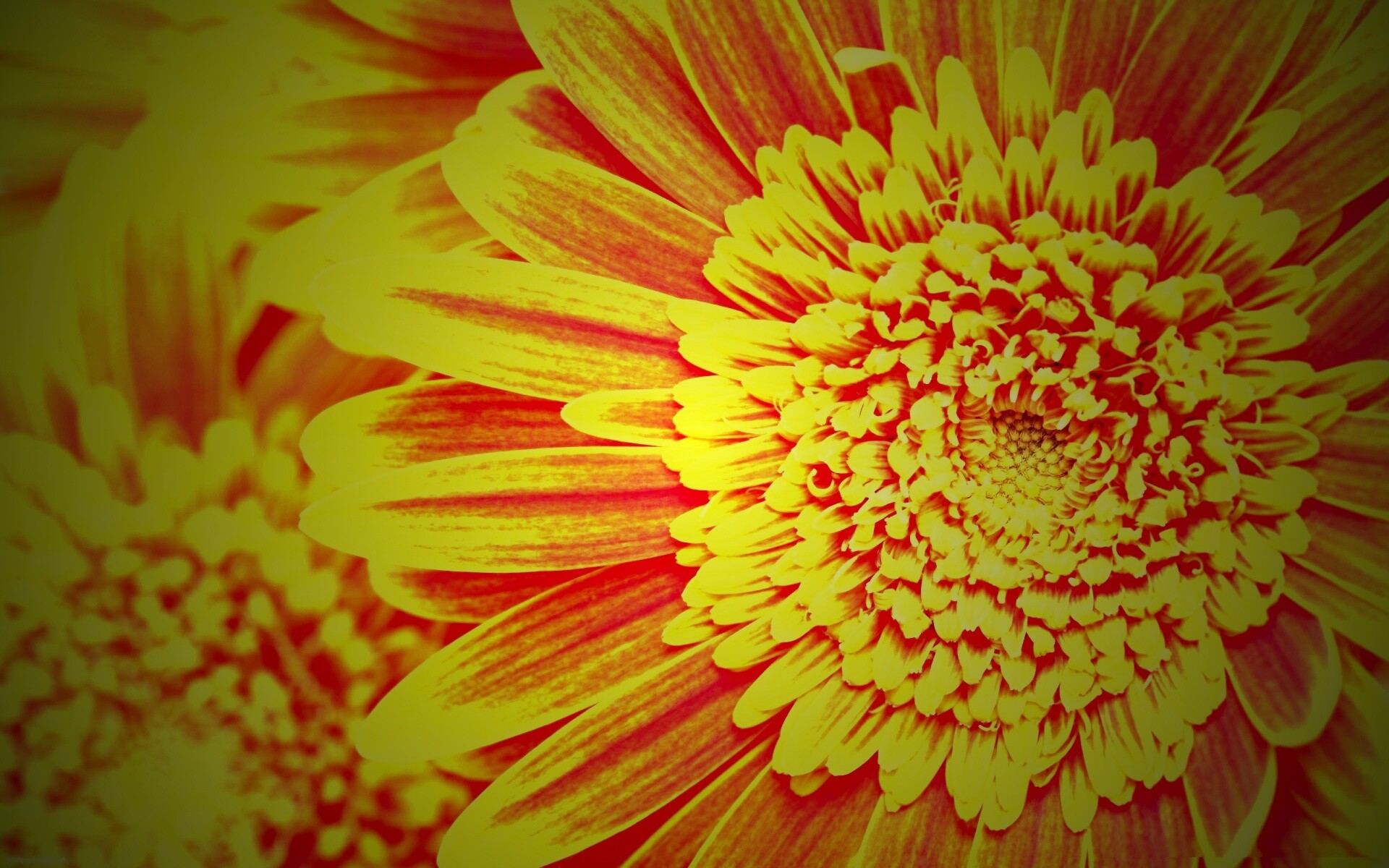 Большой оранжевый гербер обои