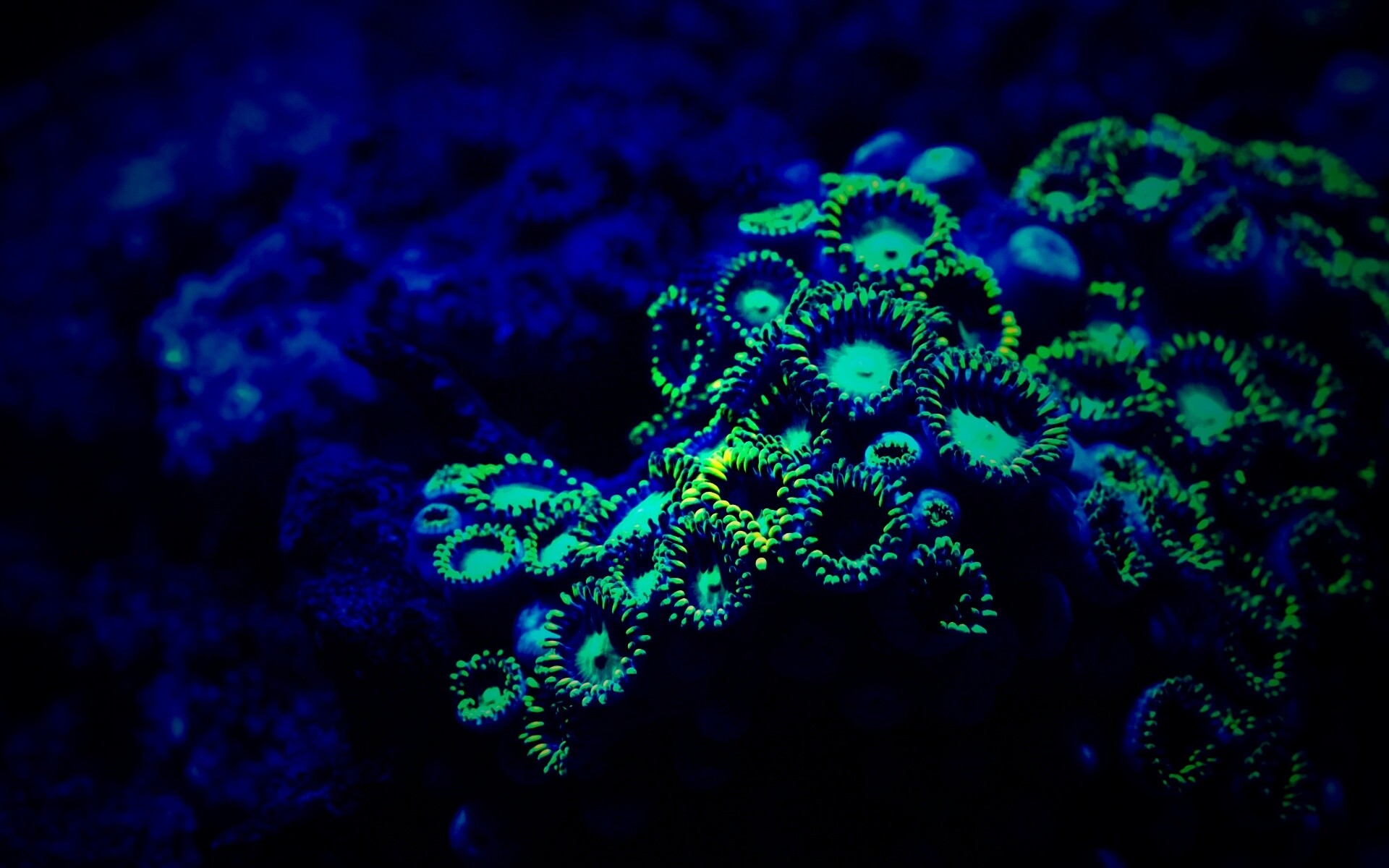 Морское дно обои