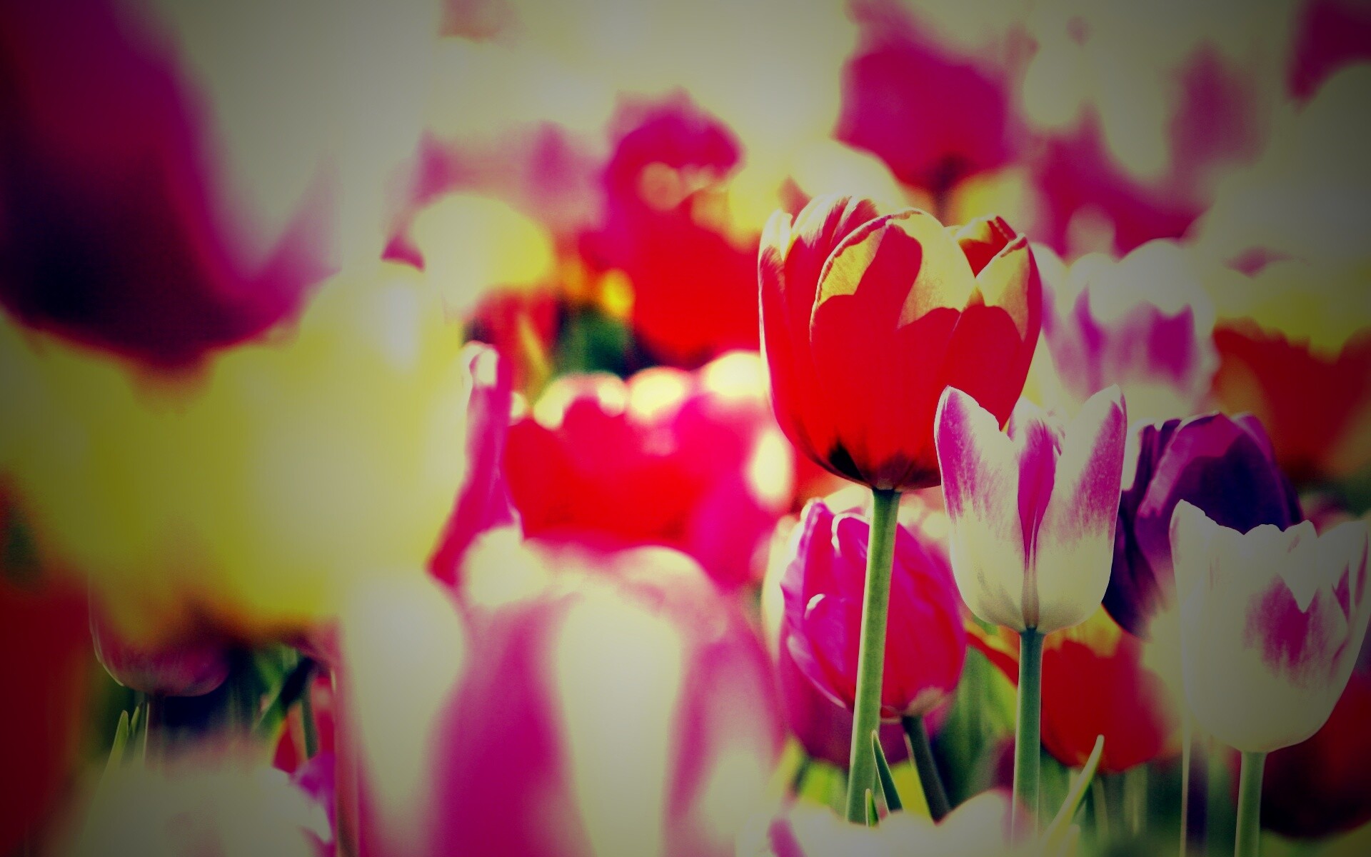 Красивые тюльпаны обои