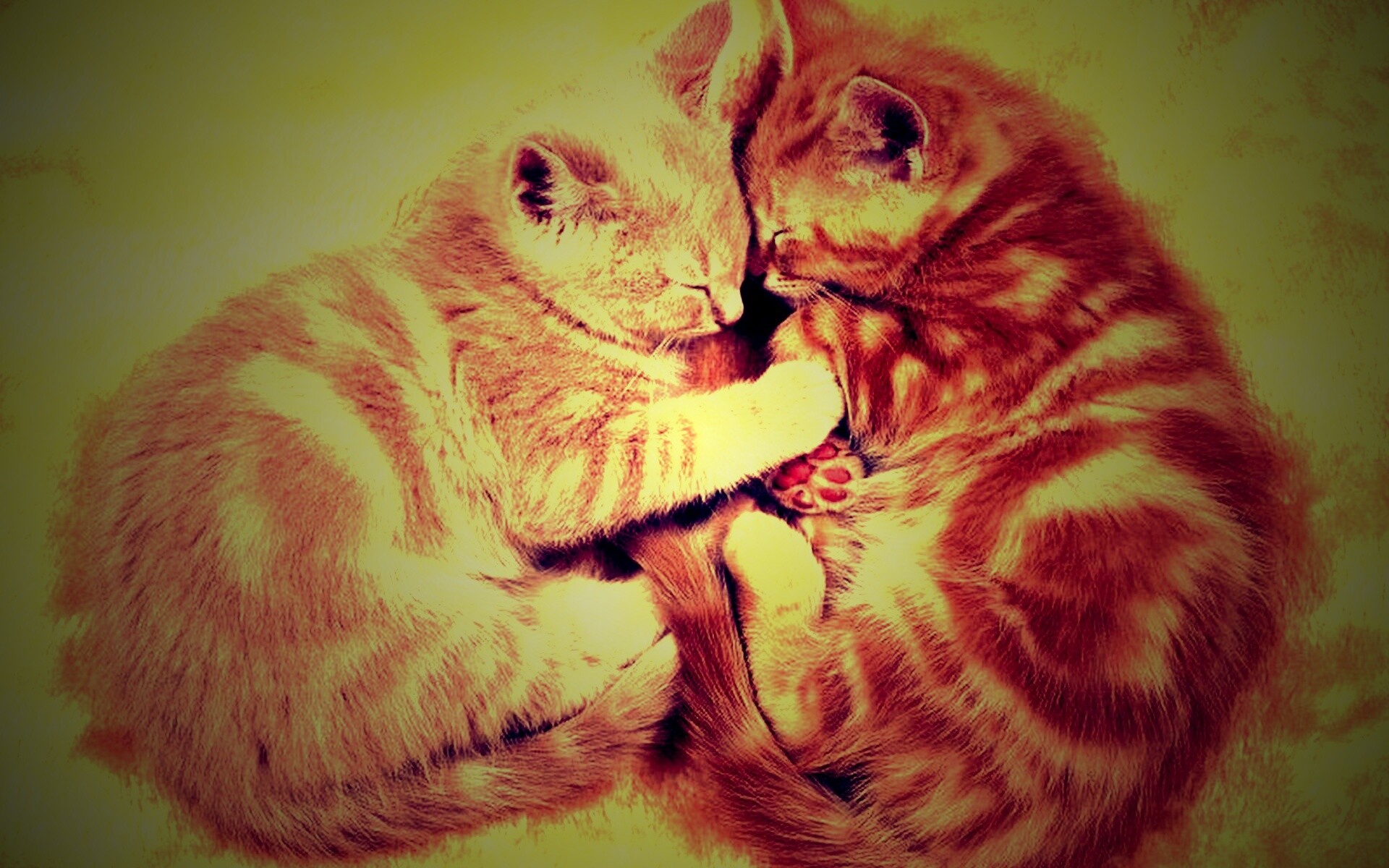 Рыжие котята в обнимку обои