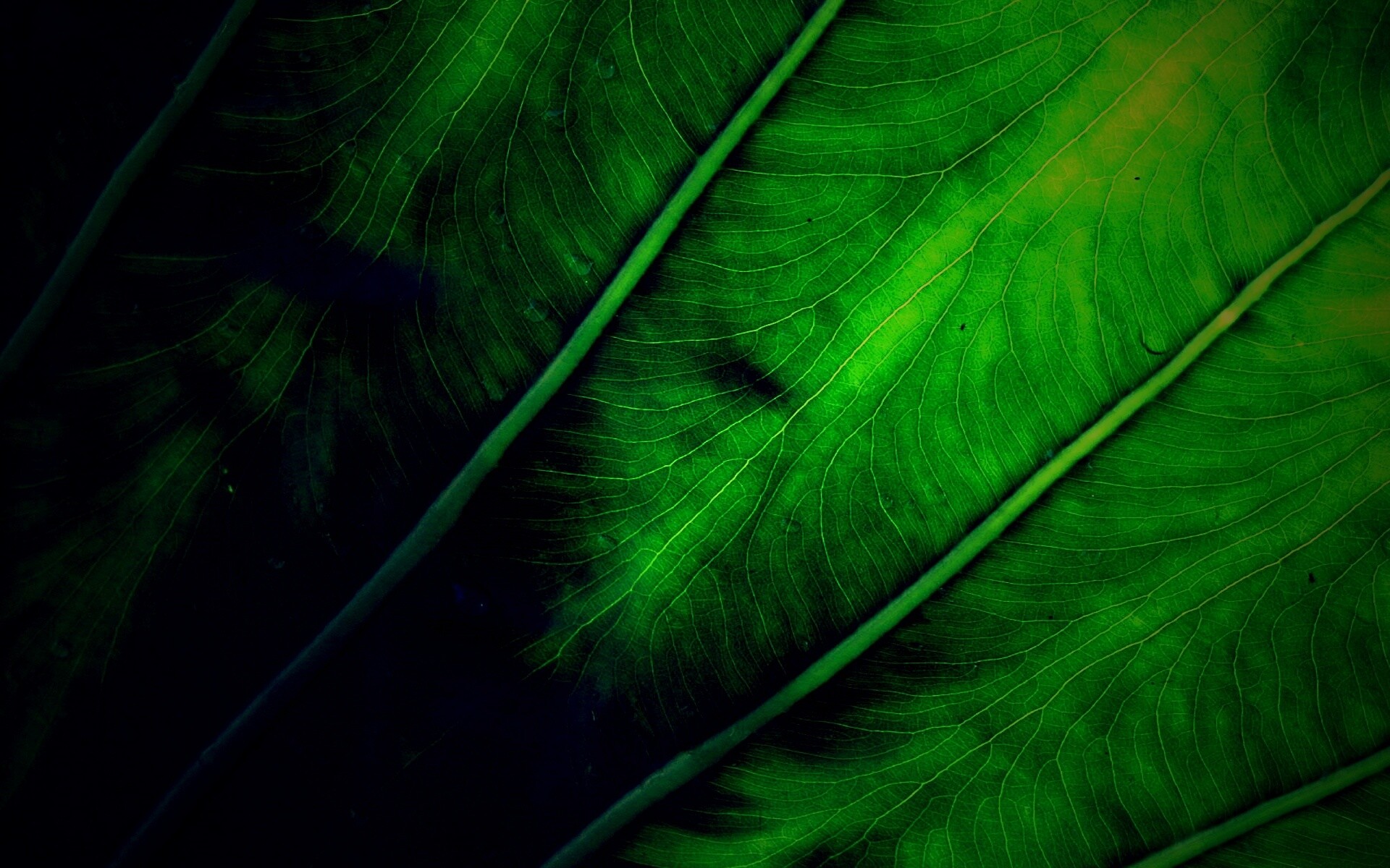 Прожилки на листе обои