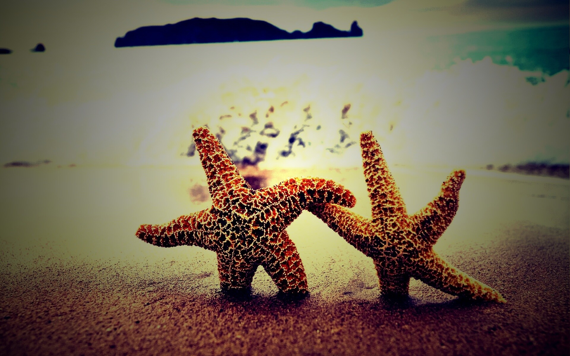 Две морские звезды обои