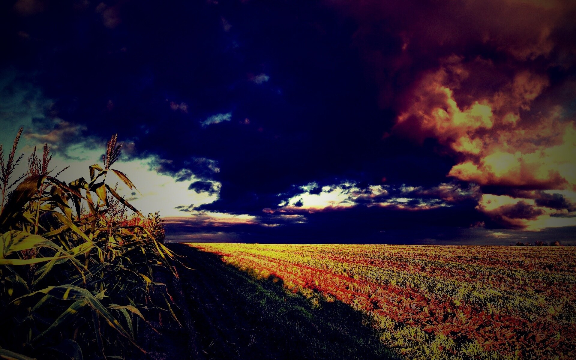 Кукурузное поле обои