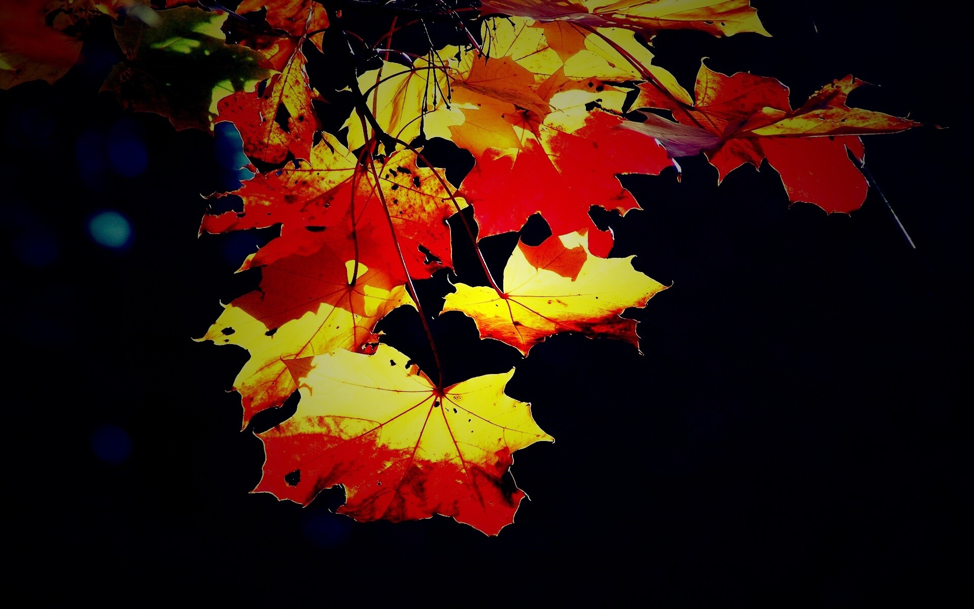 Колоритные осенние листья обои