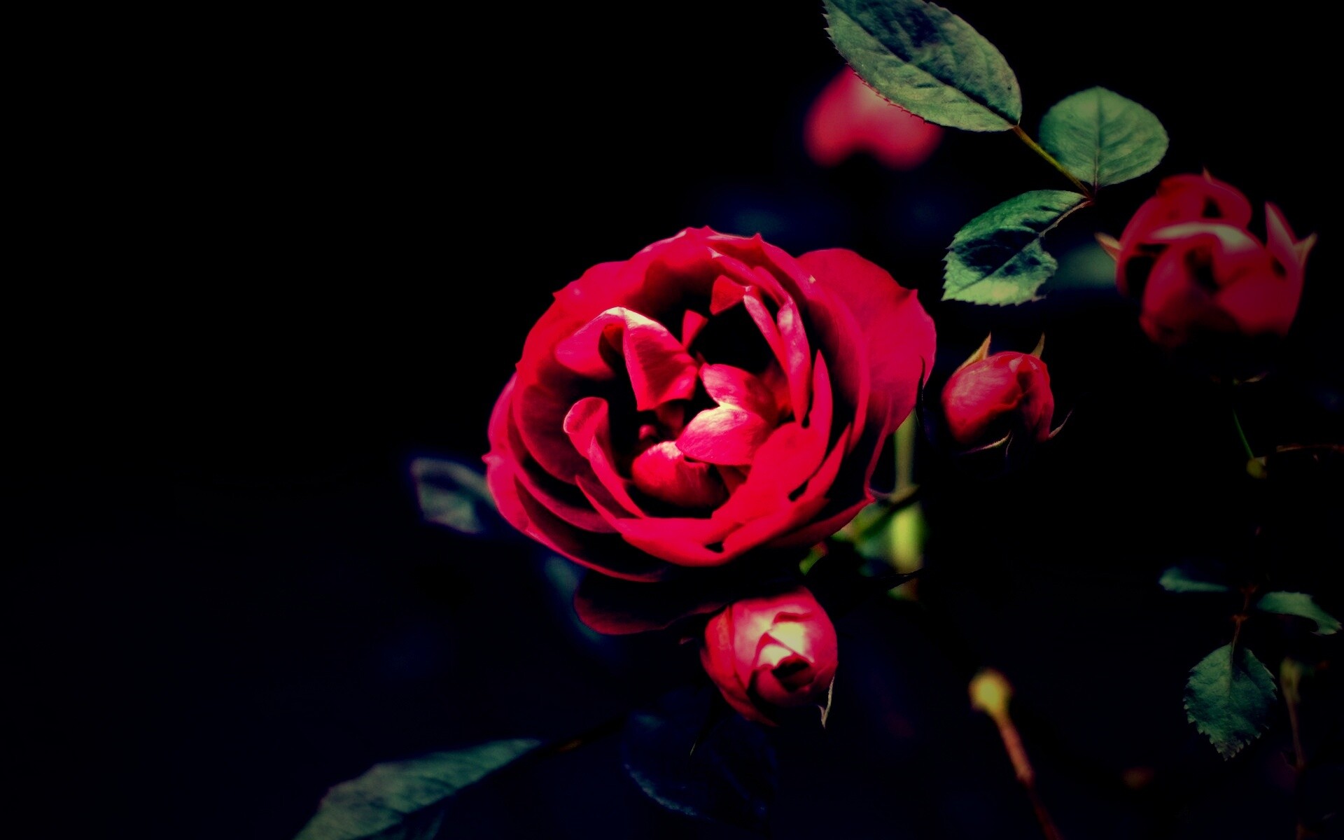 Шиповник обои