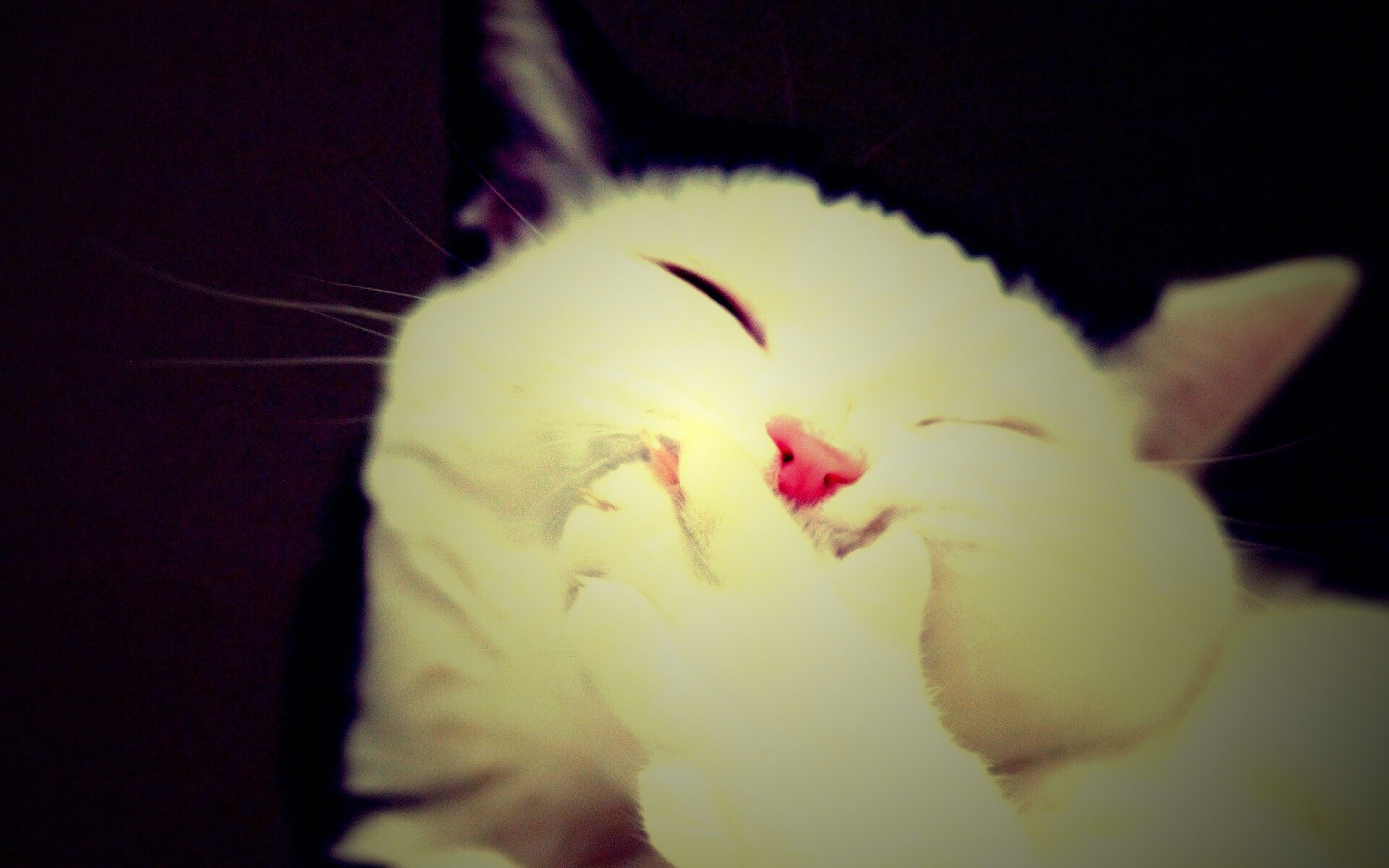 Смеющийся кот обои