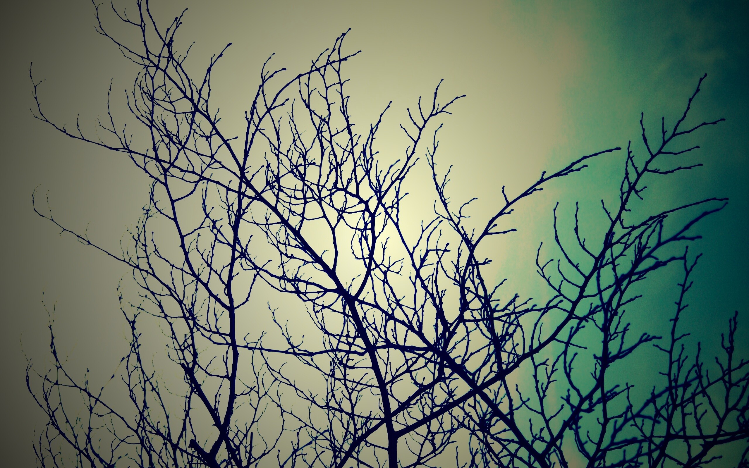 Ветвистое дерево обои