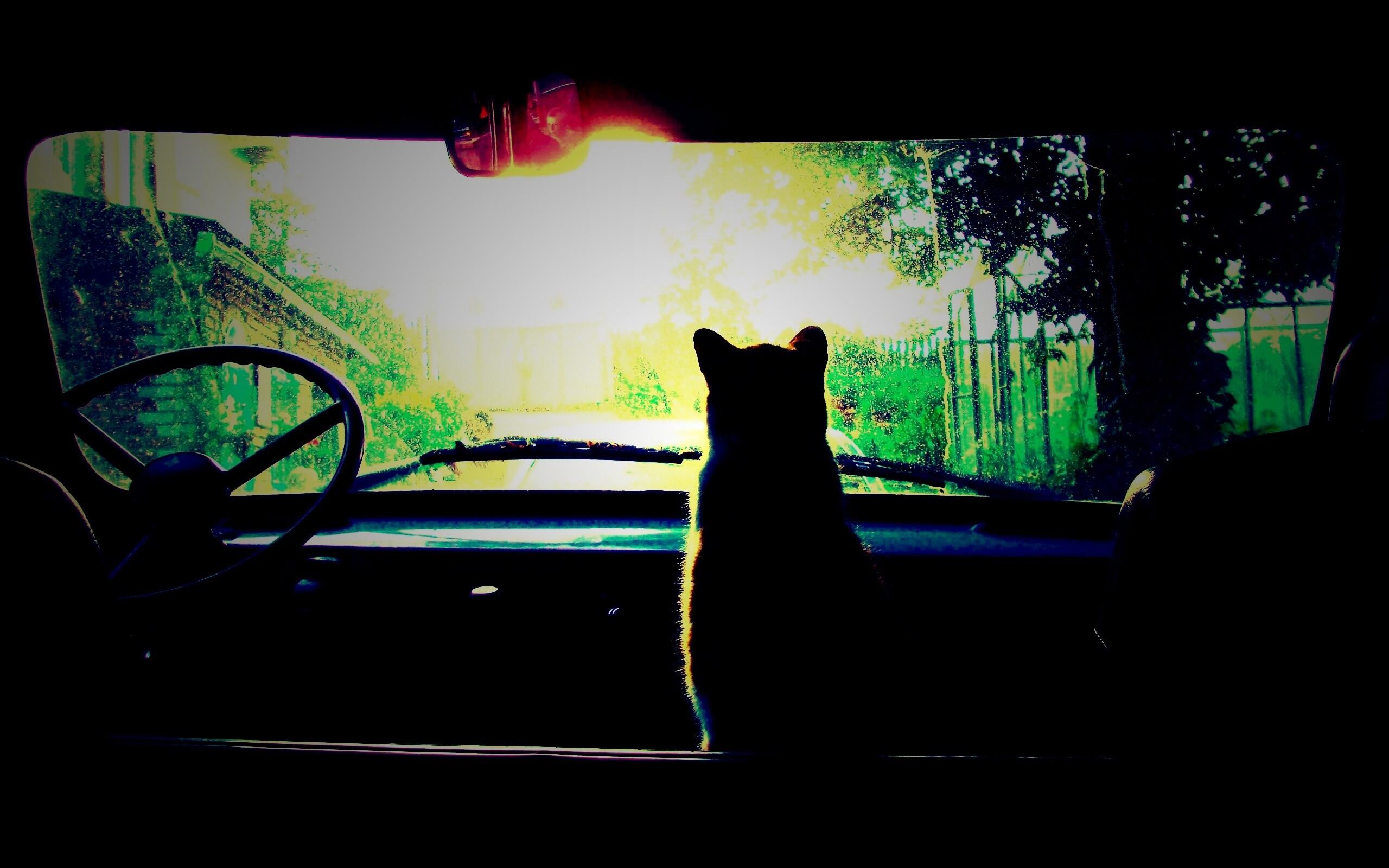 Кот навигатор обои