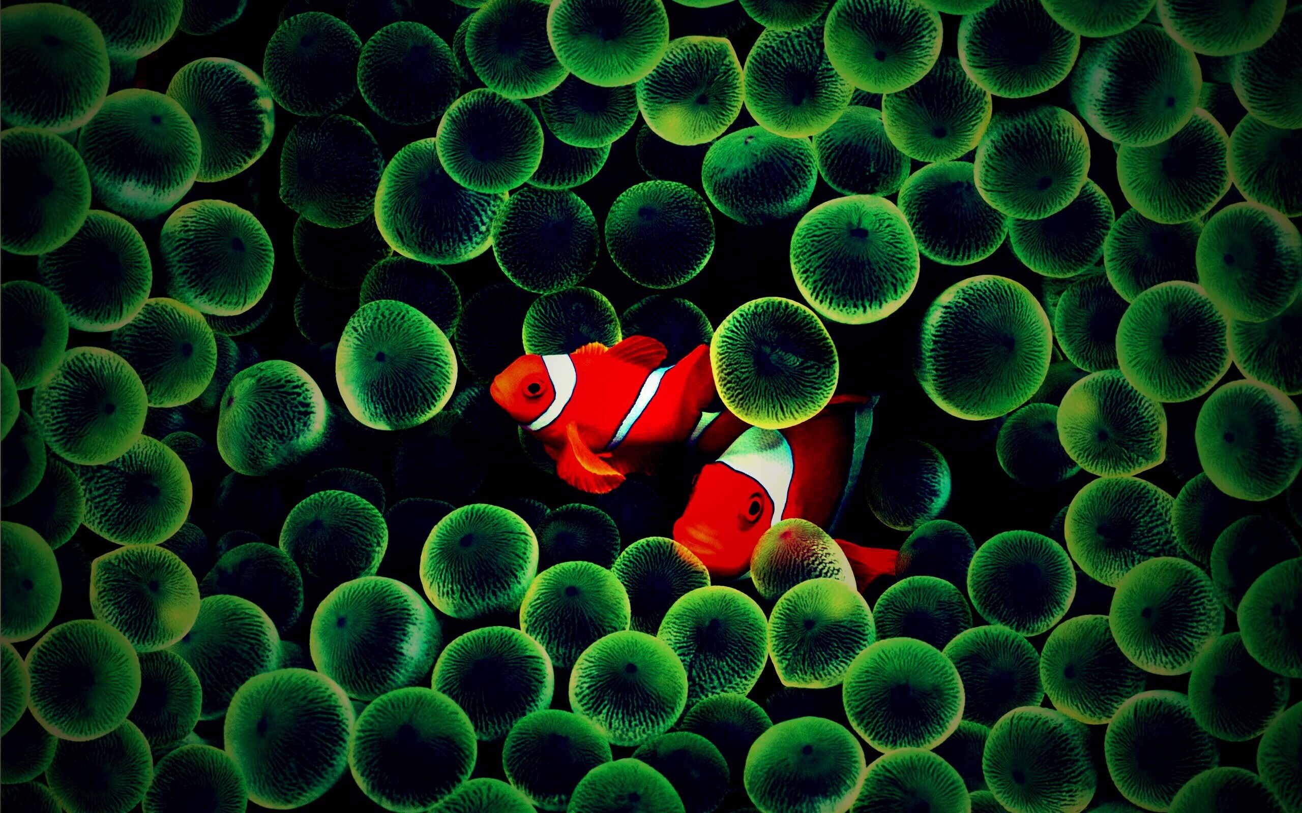 Рыбка клоун стандартные обои iPhone обои