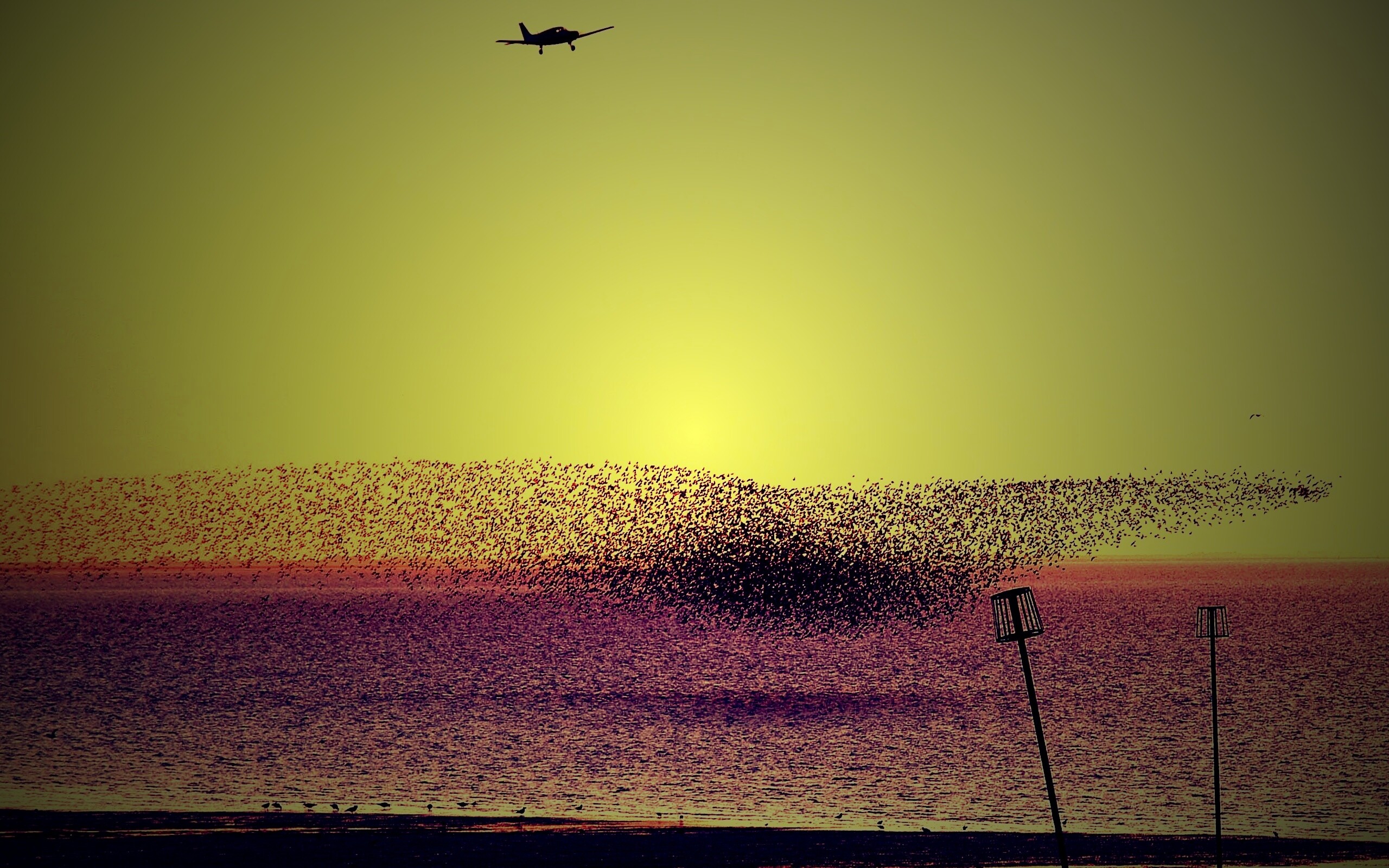 Взлетающая стая птиц обои