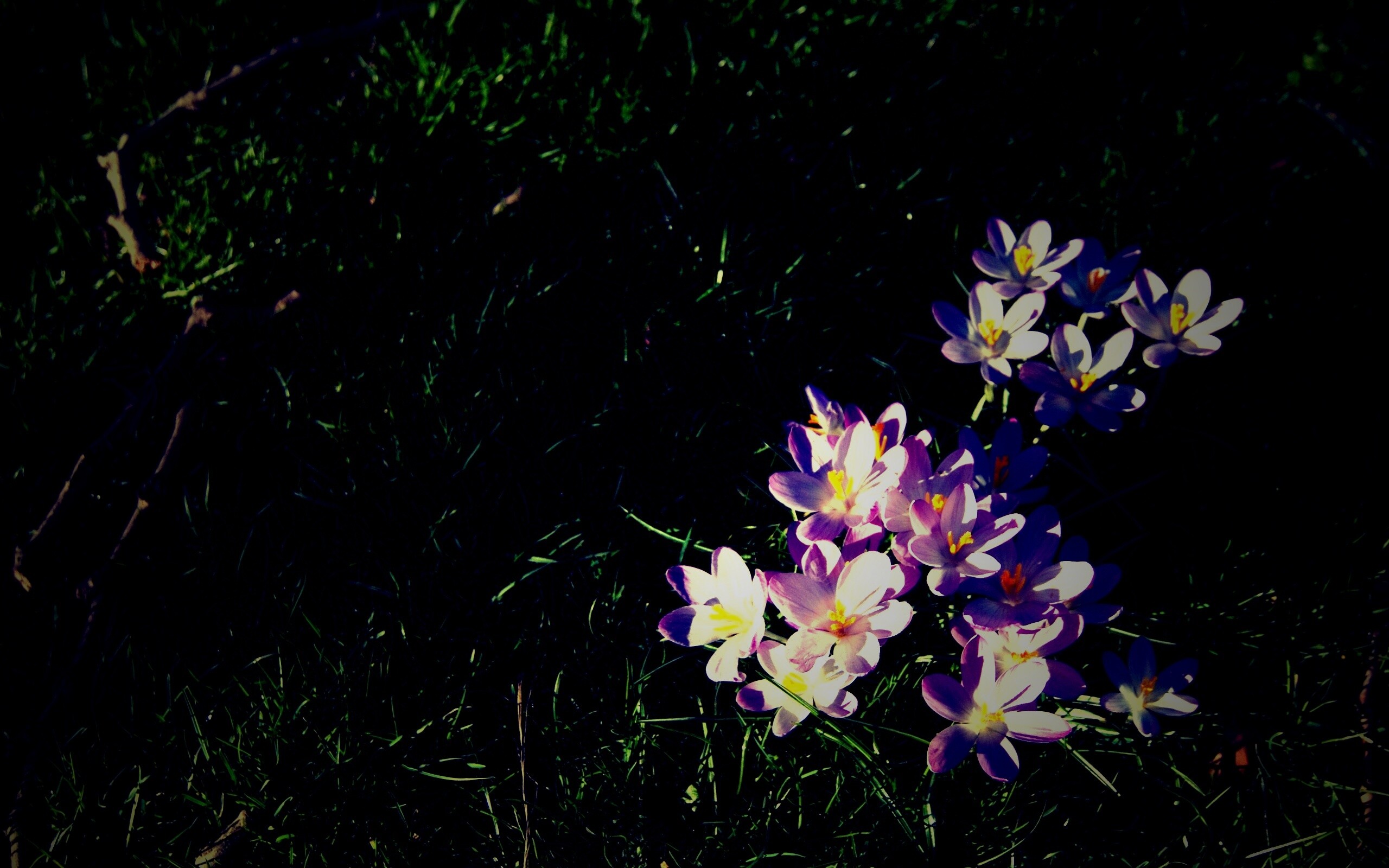 Фиалки на траве обои