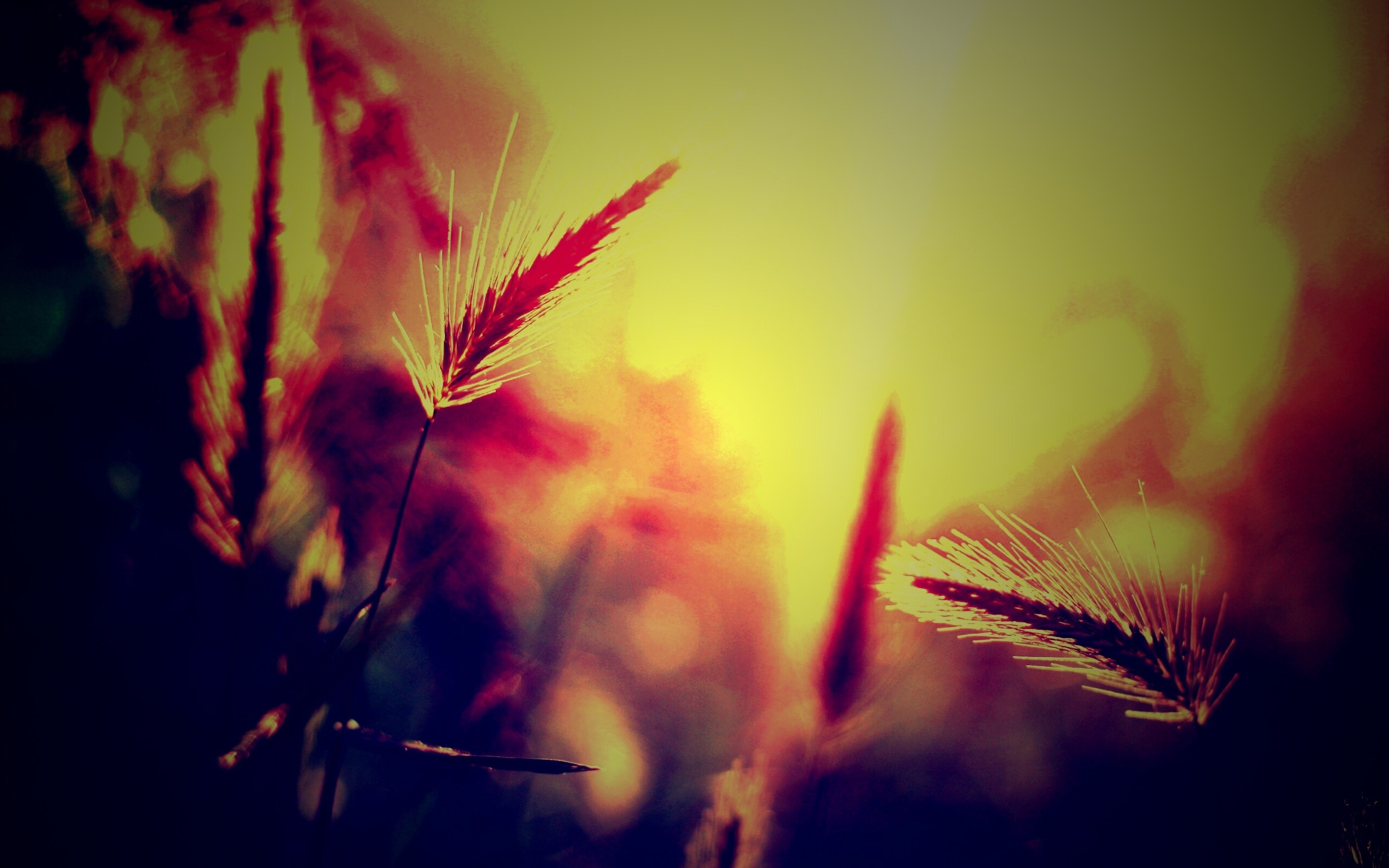 Травинки на солнце обои