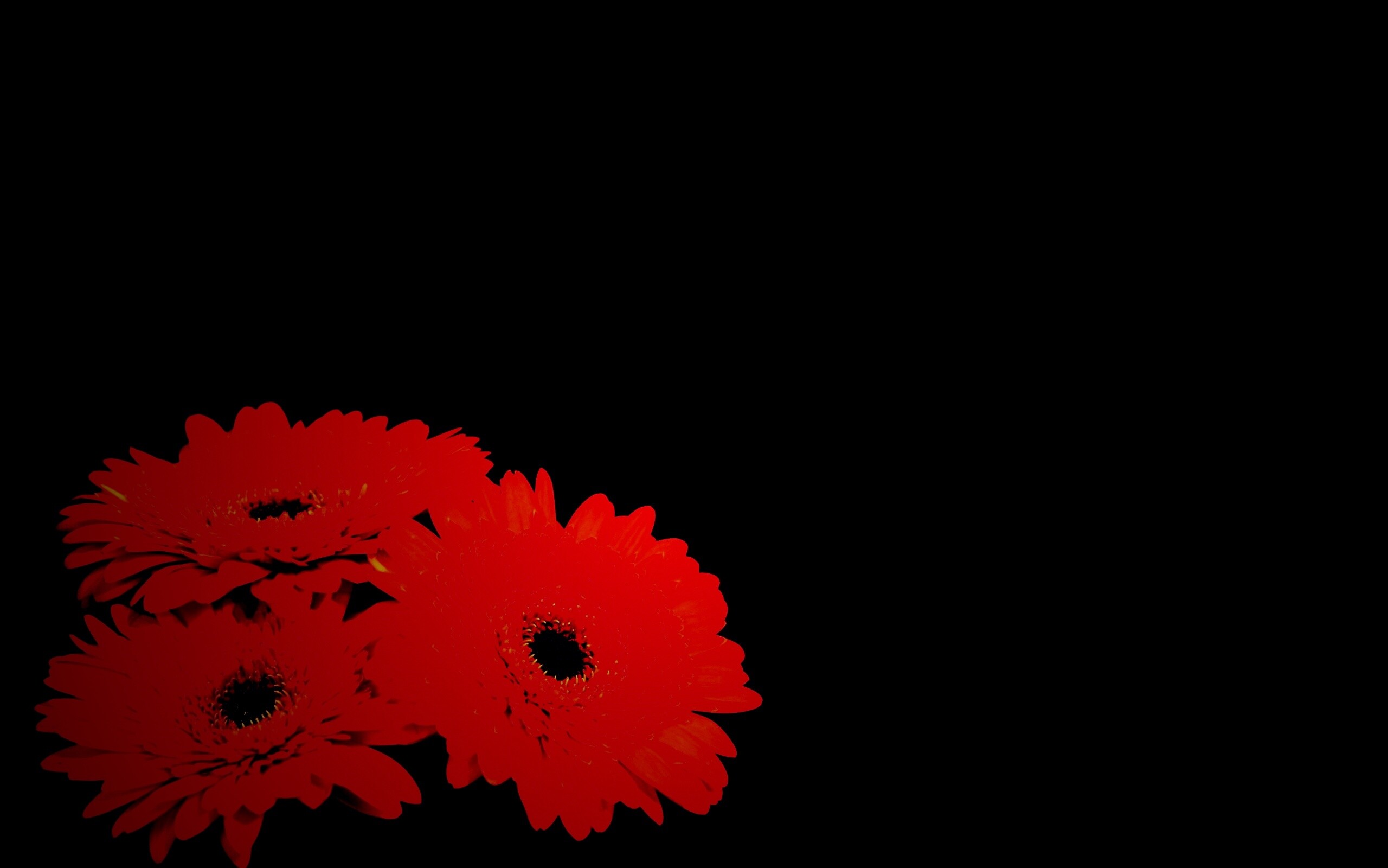 Красные герберы обои