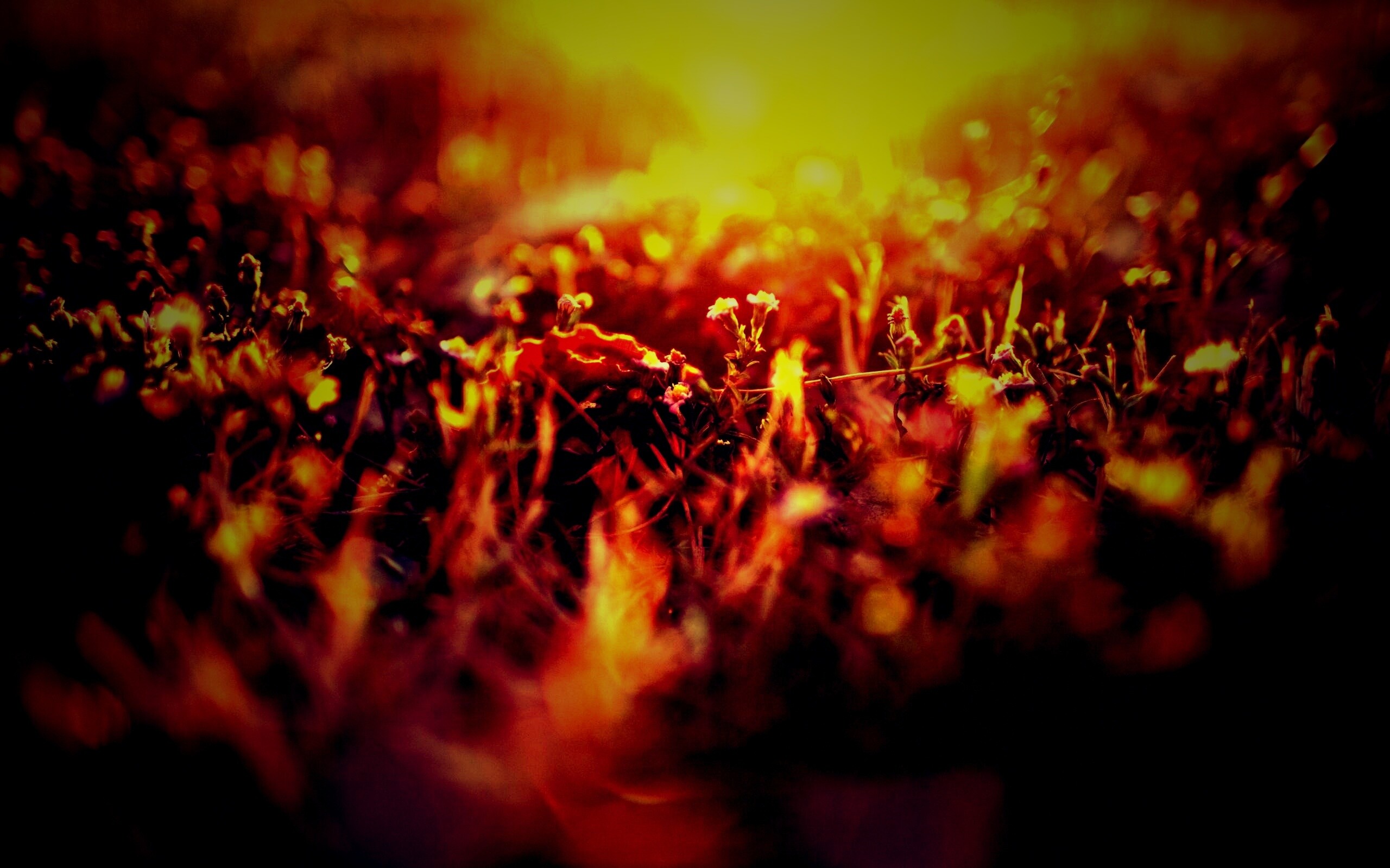 Полевые цветы в закатном солнце обои