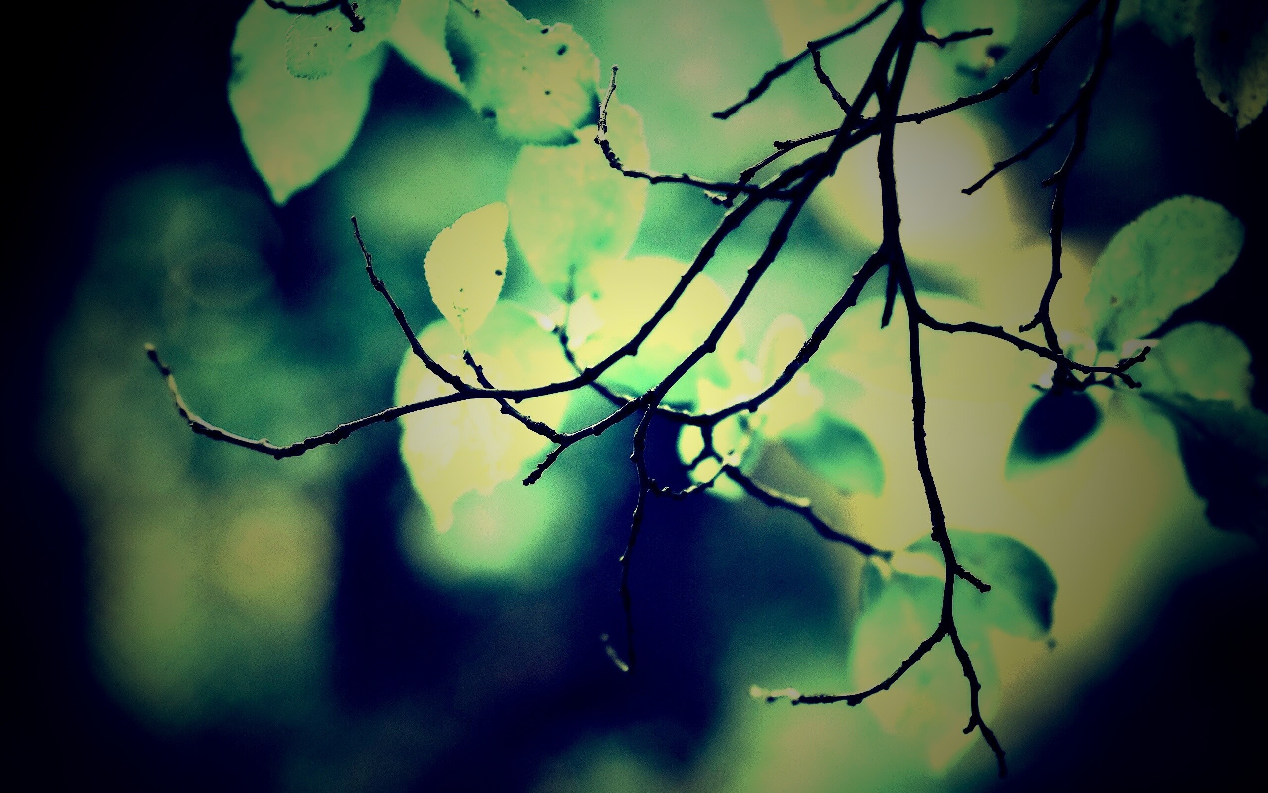 Осенние ветки без листьев обои