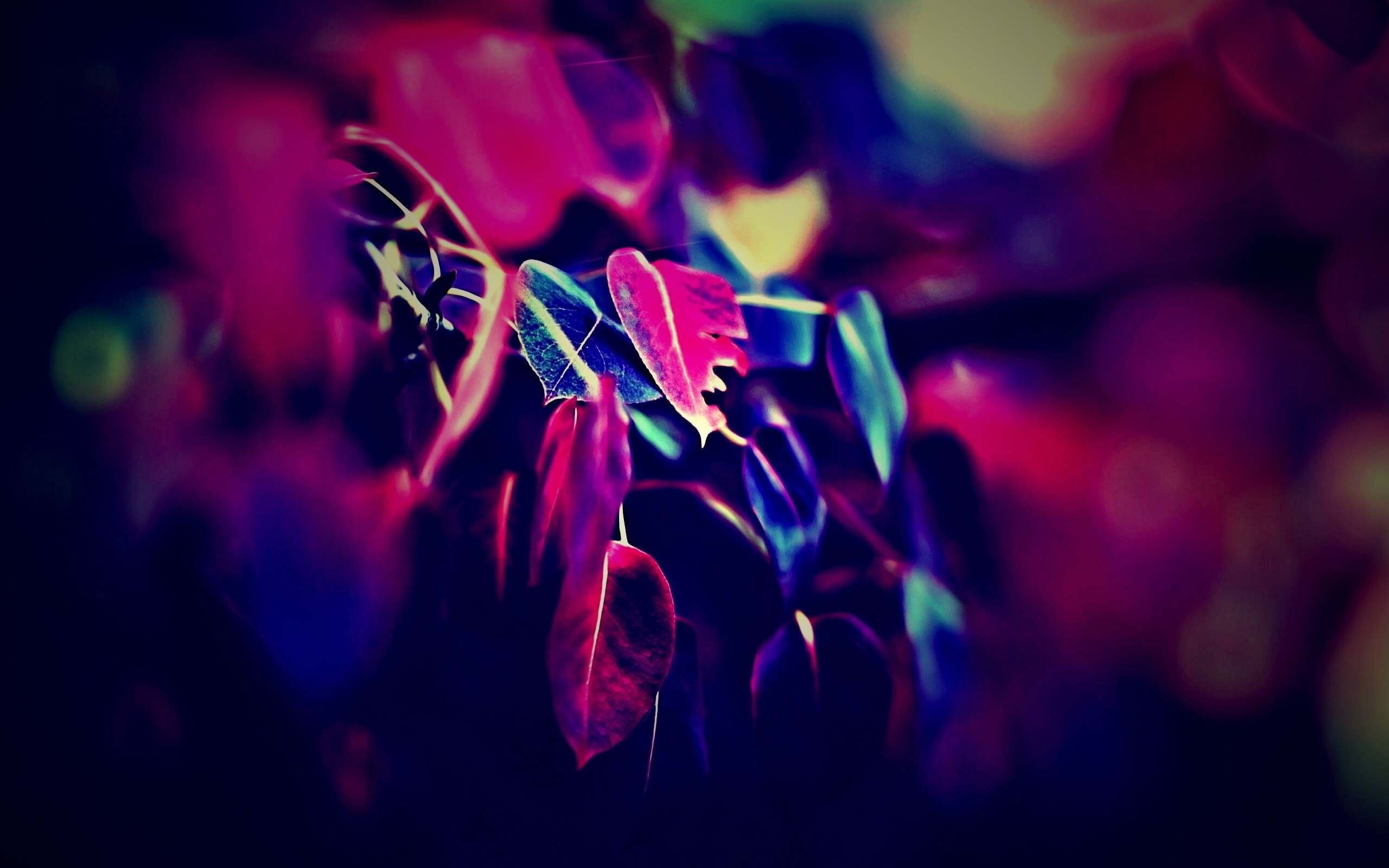 Фиолетовые листья обои