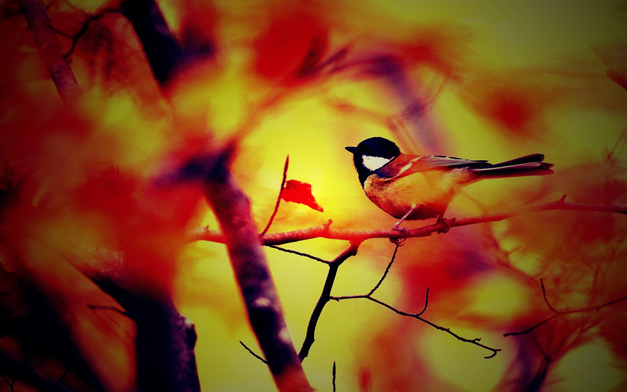 Синичка в желтой листве обои