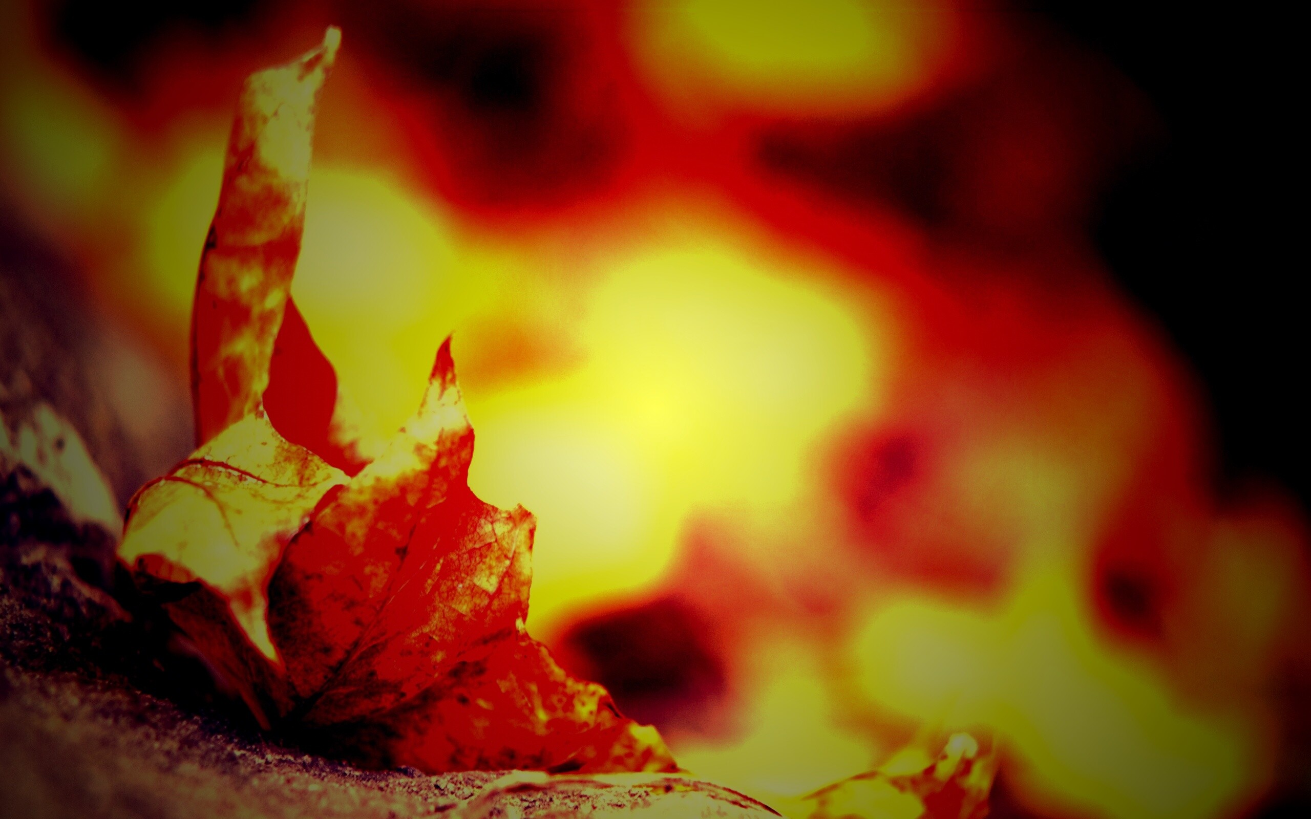 Пламенеющий осенний лист обои