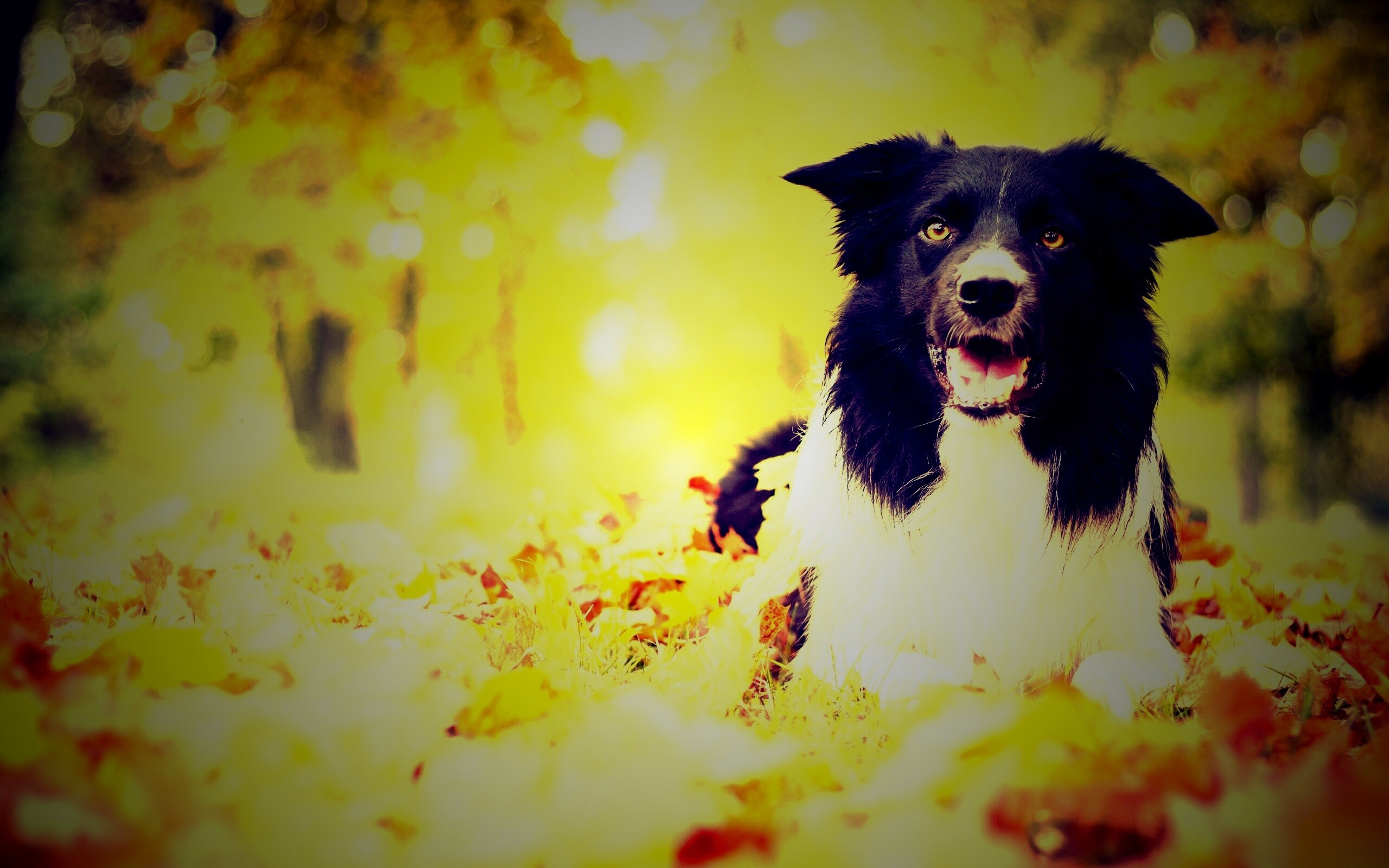 Пес среди листвы обои