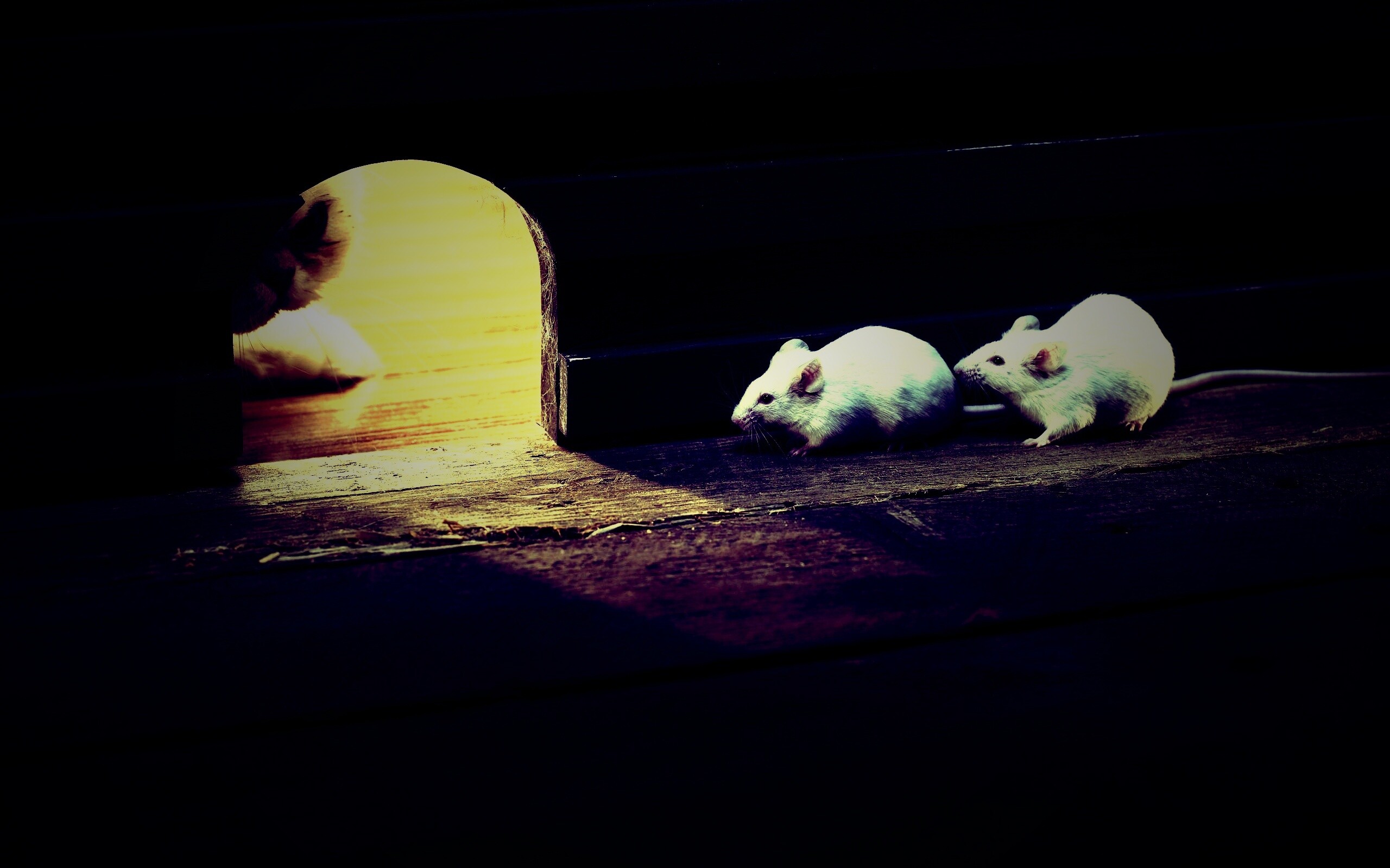 Кошки - мышки обои