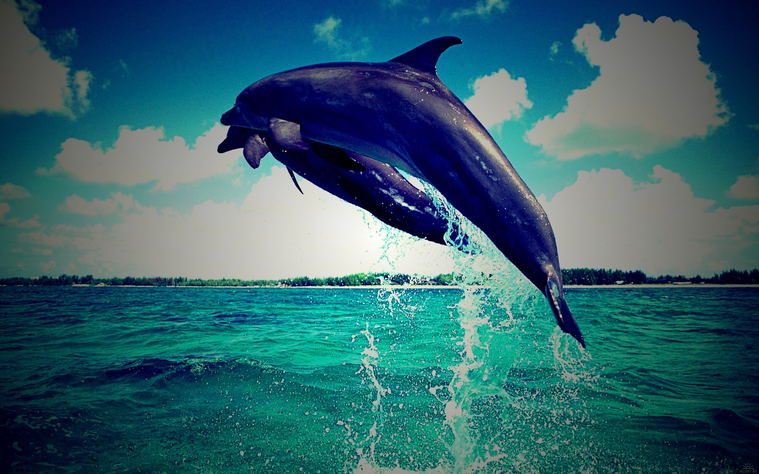 Дельфины обои