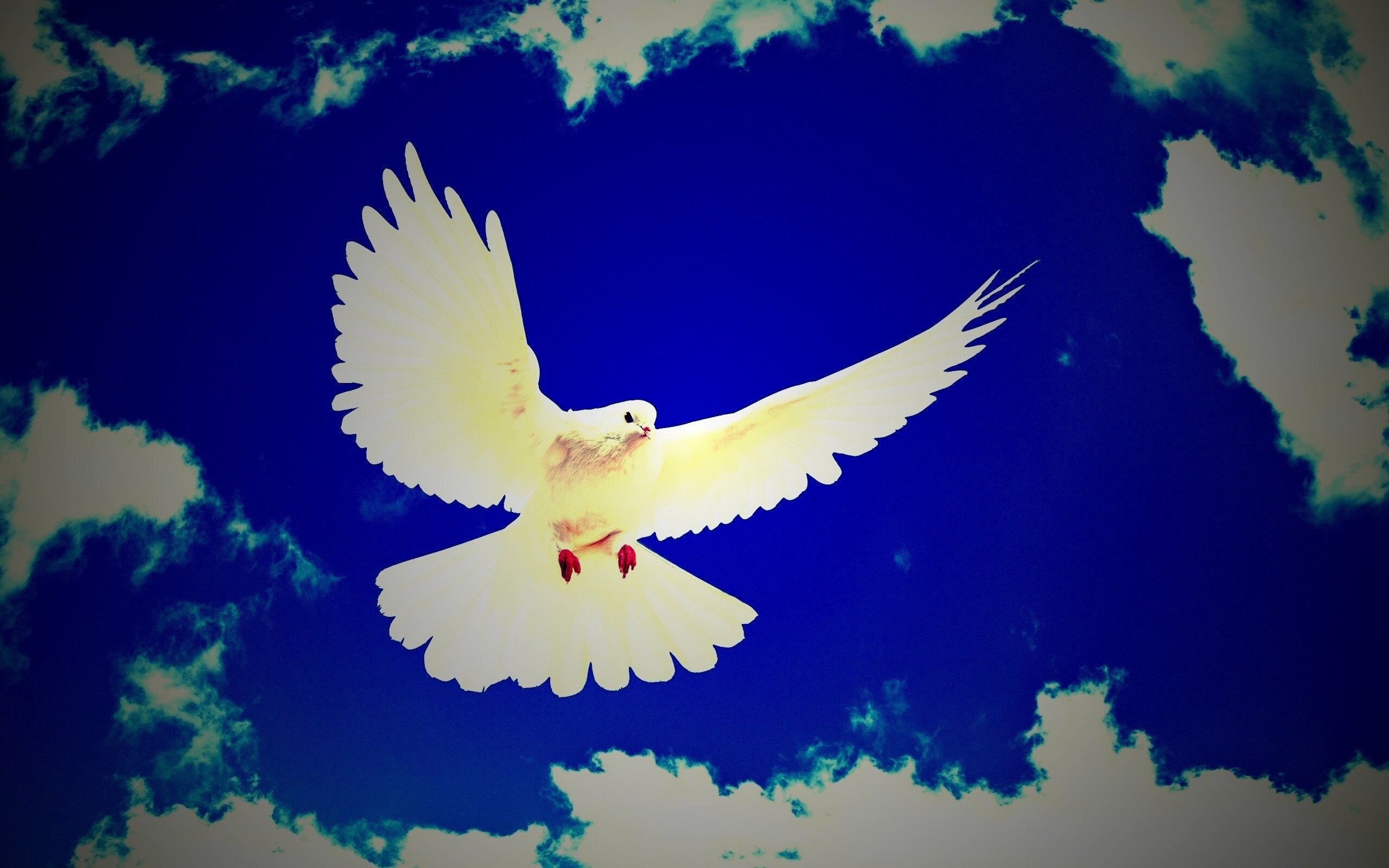 Белый голубь в небе обои