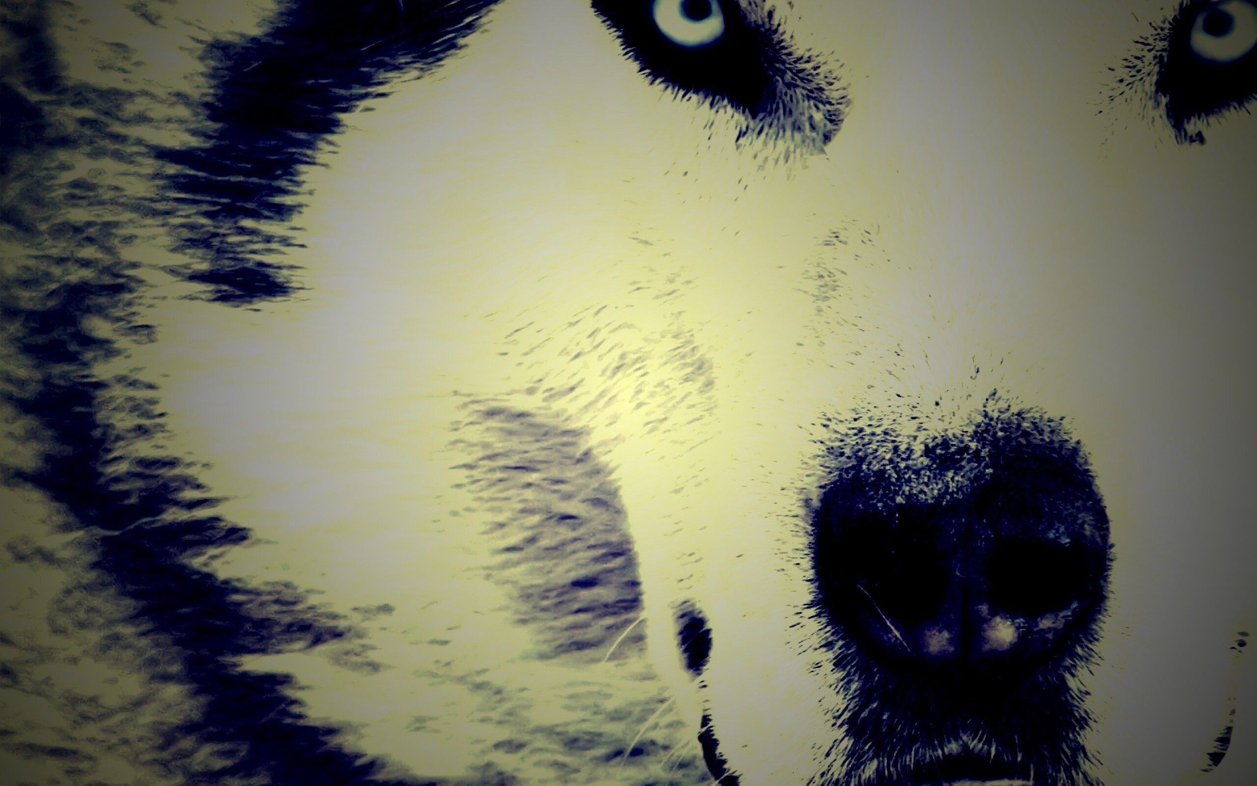 Сибирский хаски обои