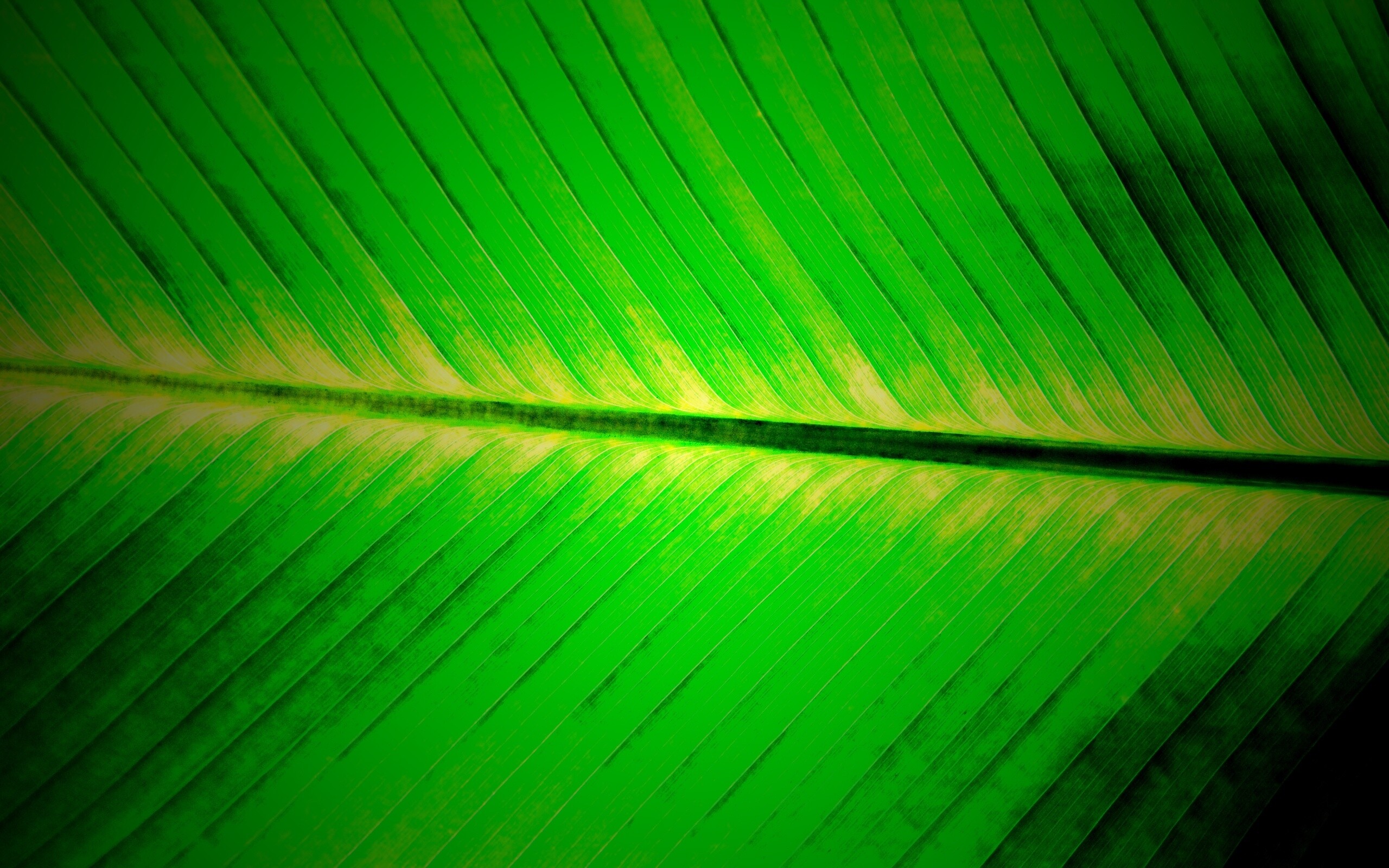 Пальмовый лист на солнце обои