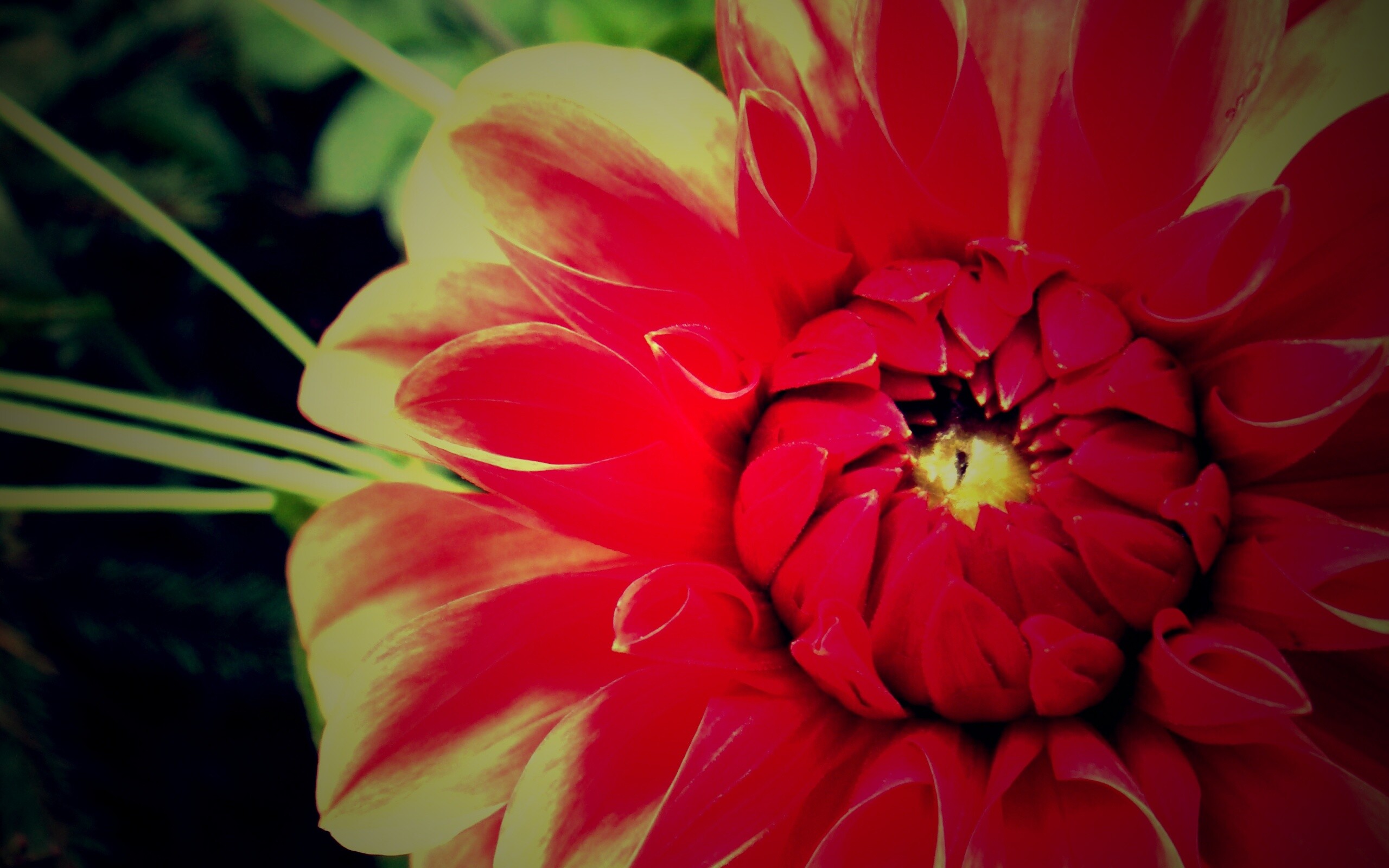 Аленький цветочек обои