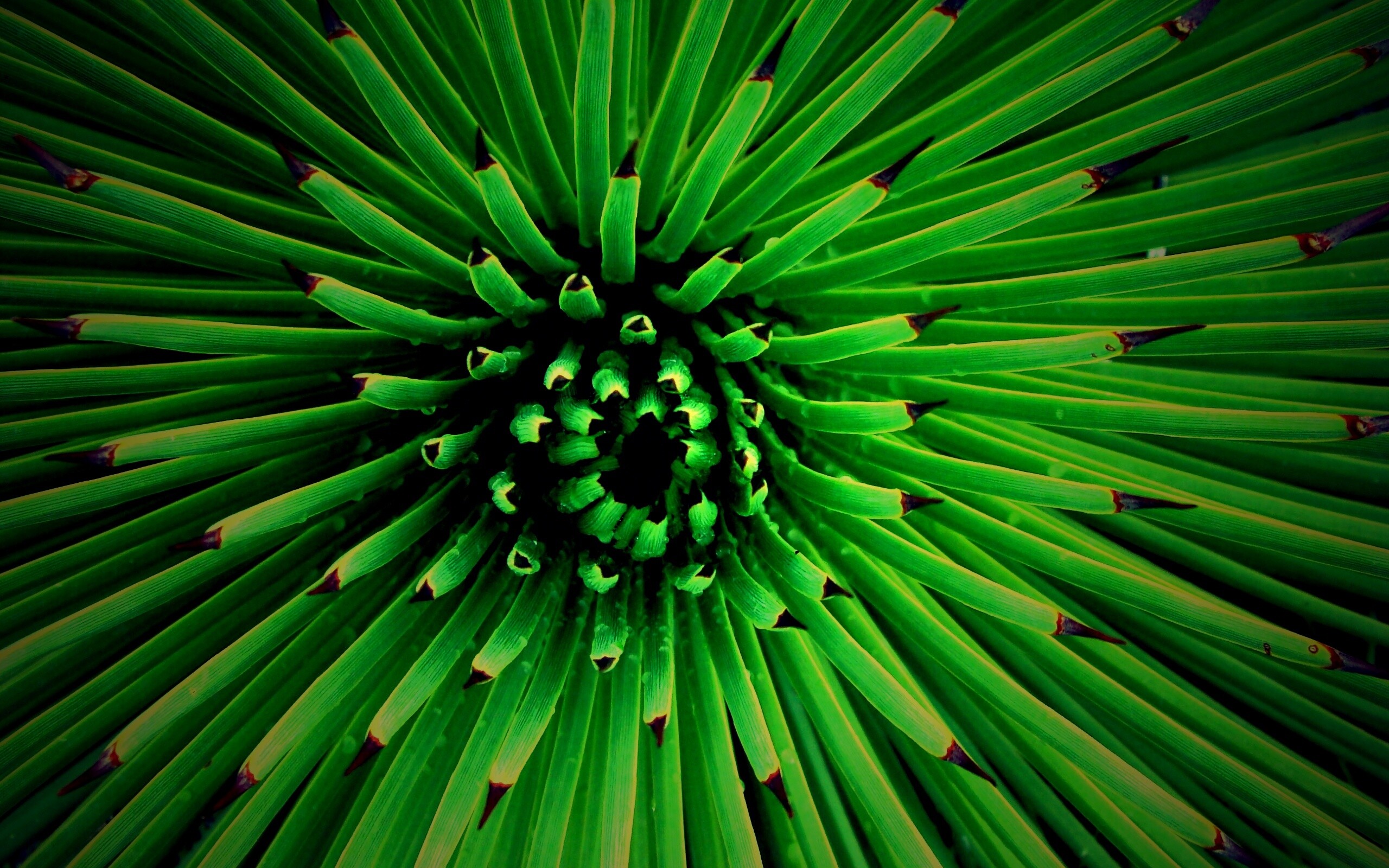 Хищный цветок обои