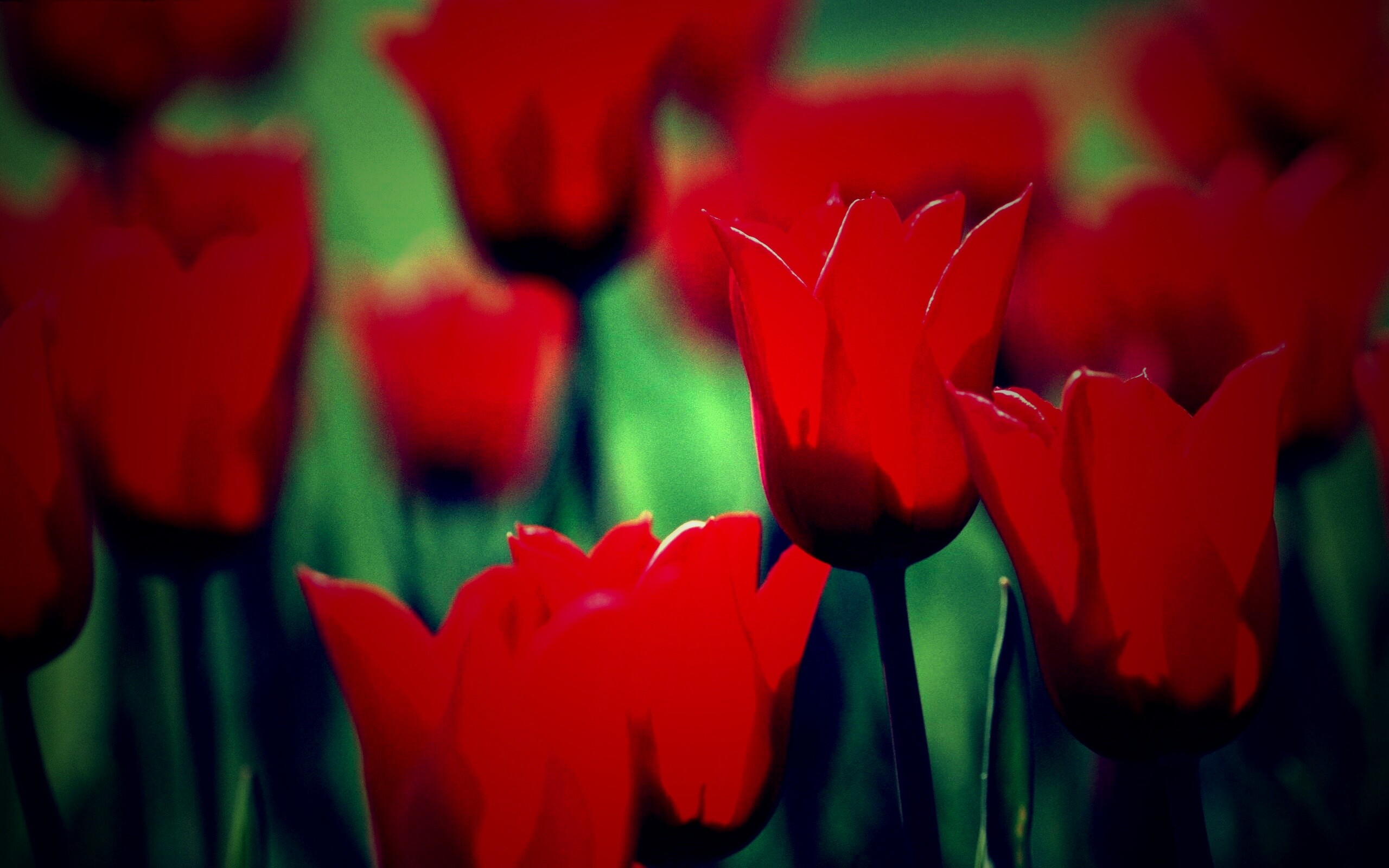 Красные цветы обои