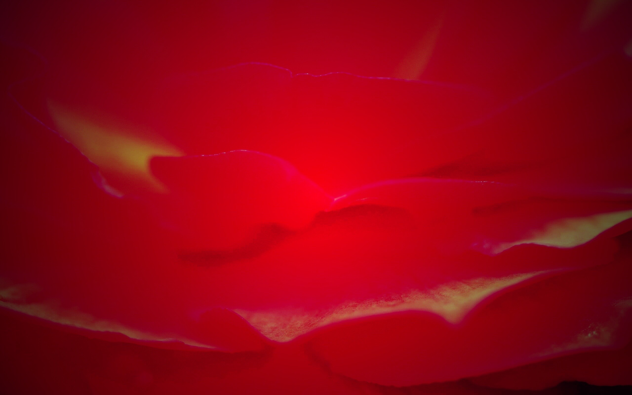 Лепестки красного цветка обои