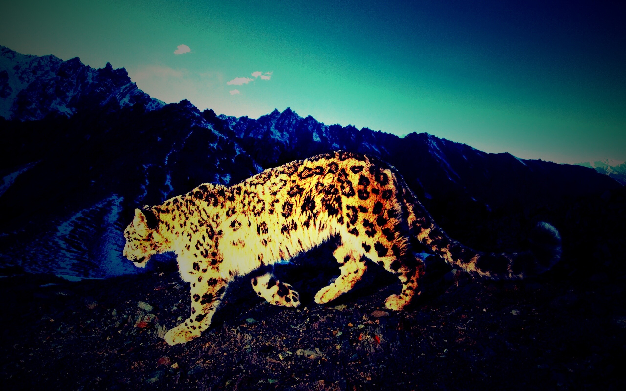 Леопард обои