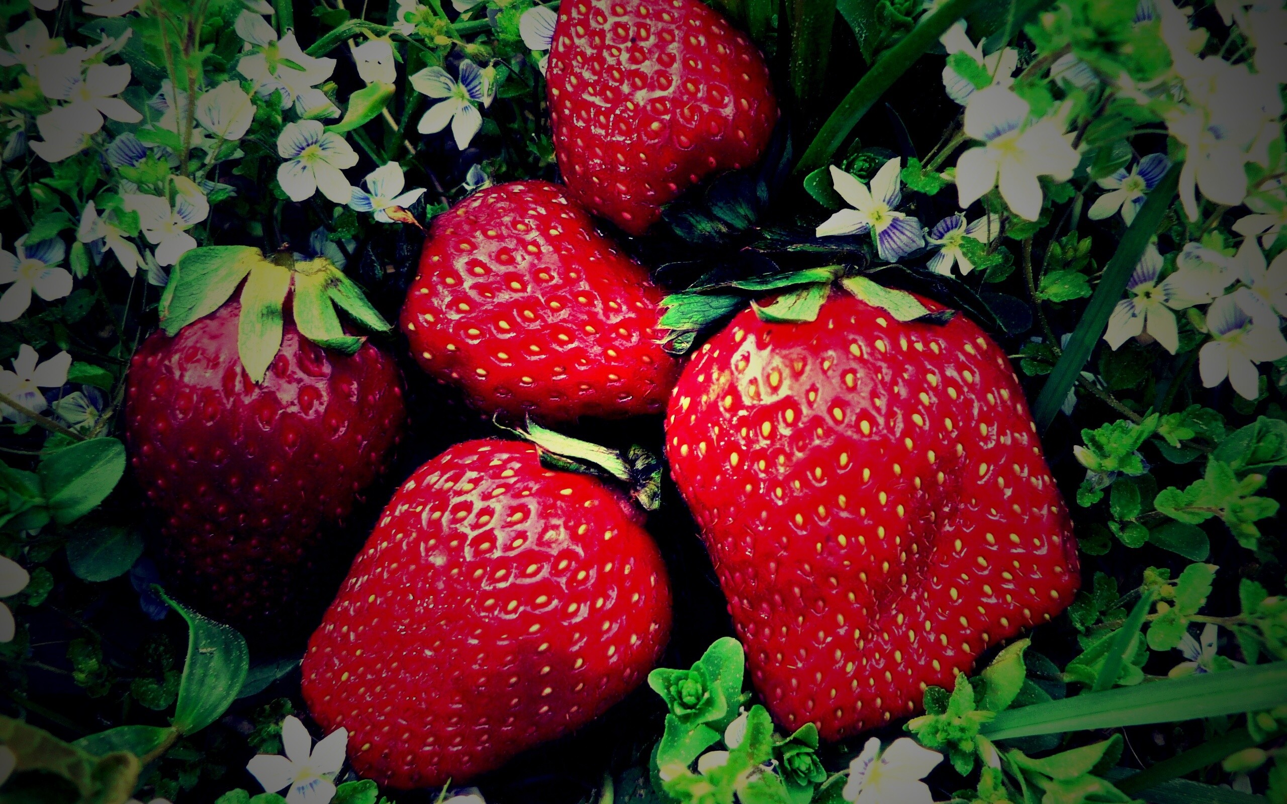 Клубника обои