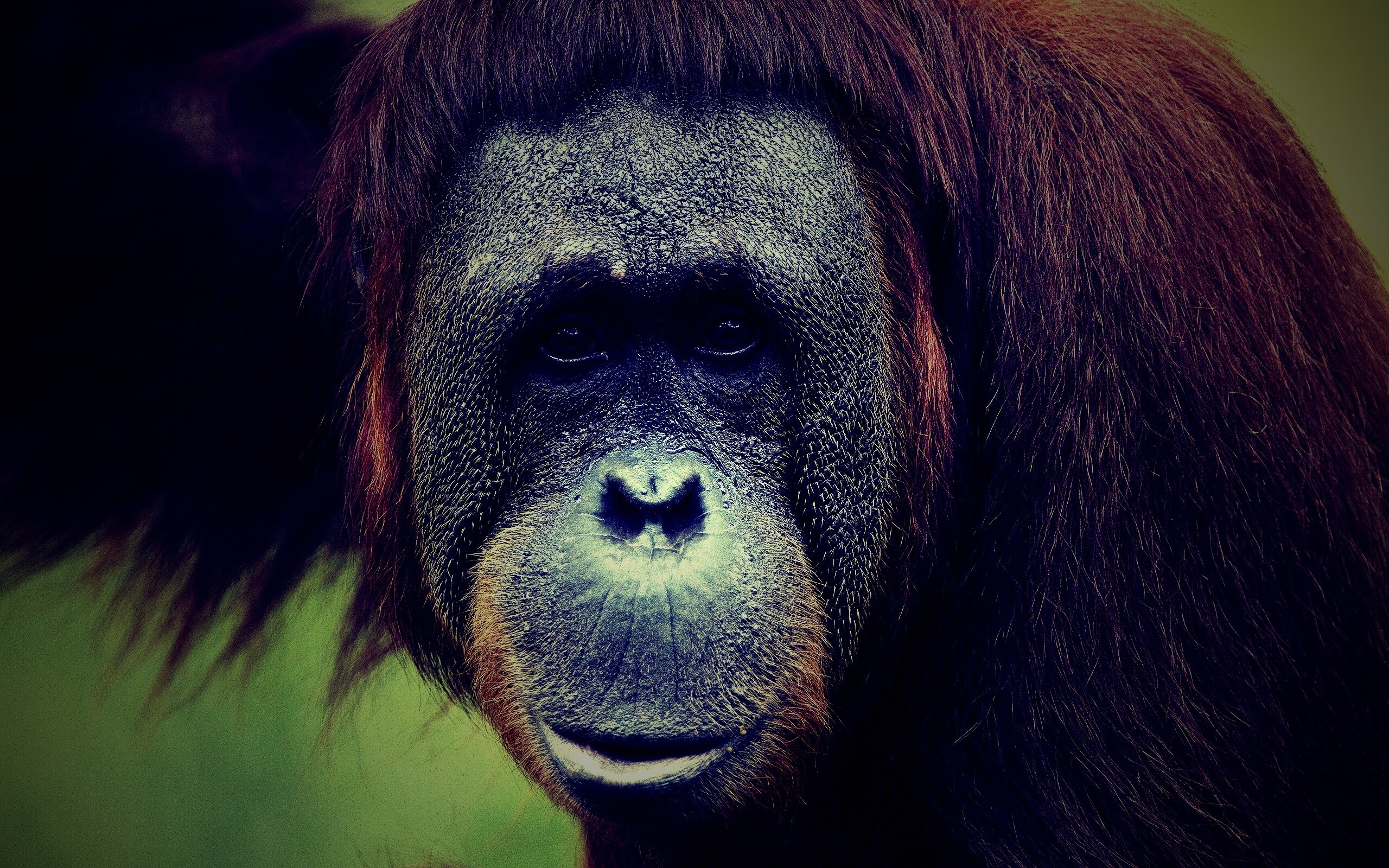 Орангутан обои