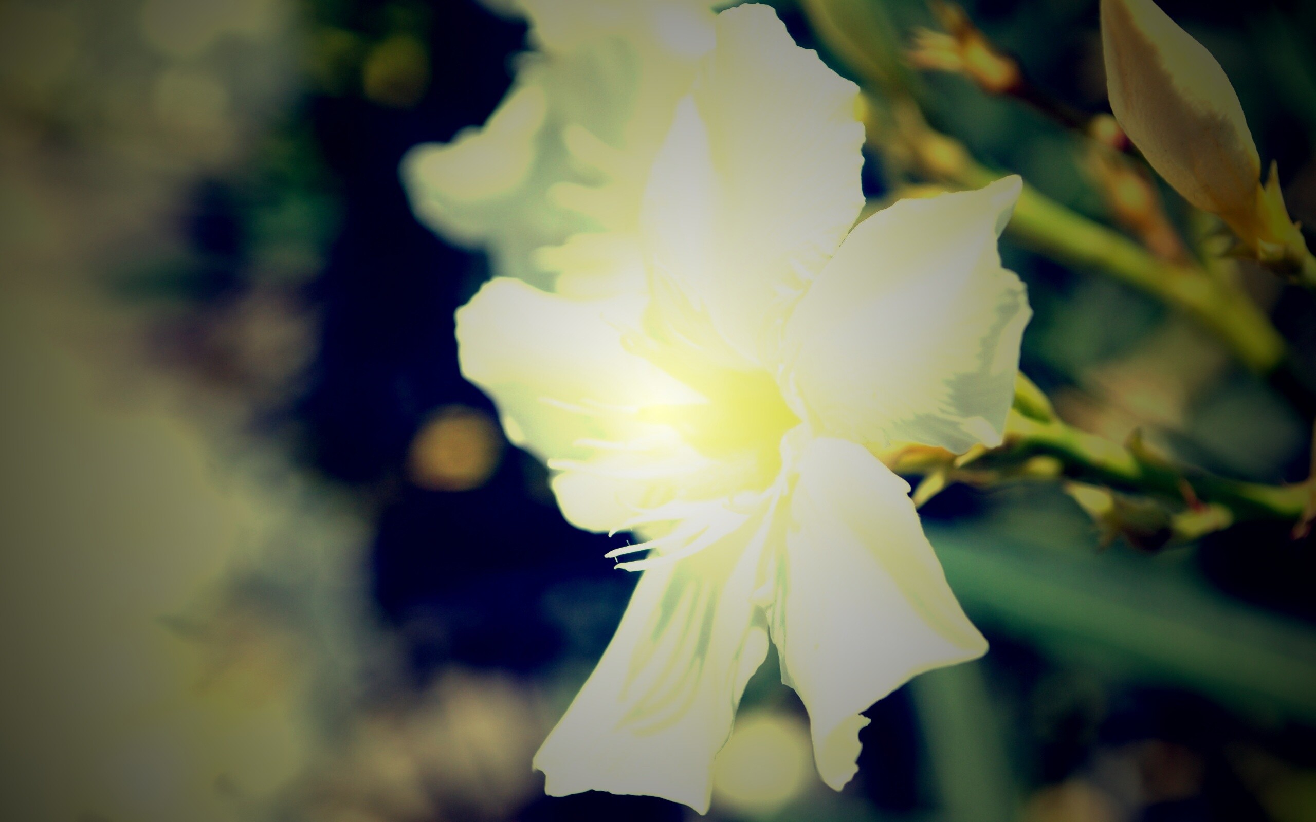 Эухарис, амазонская лилия обои